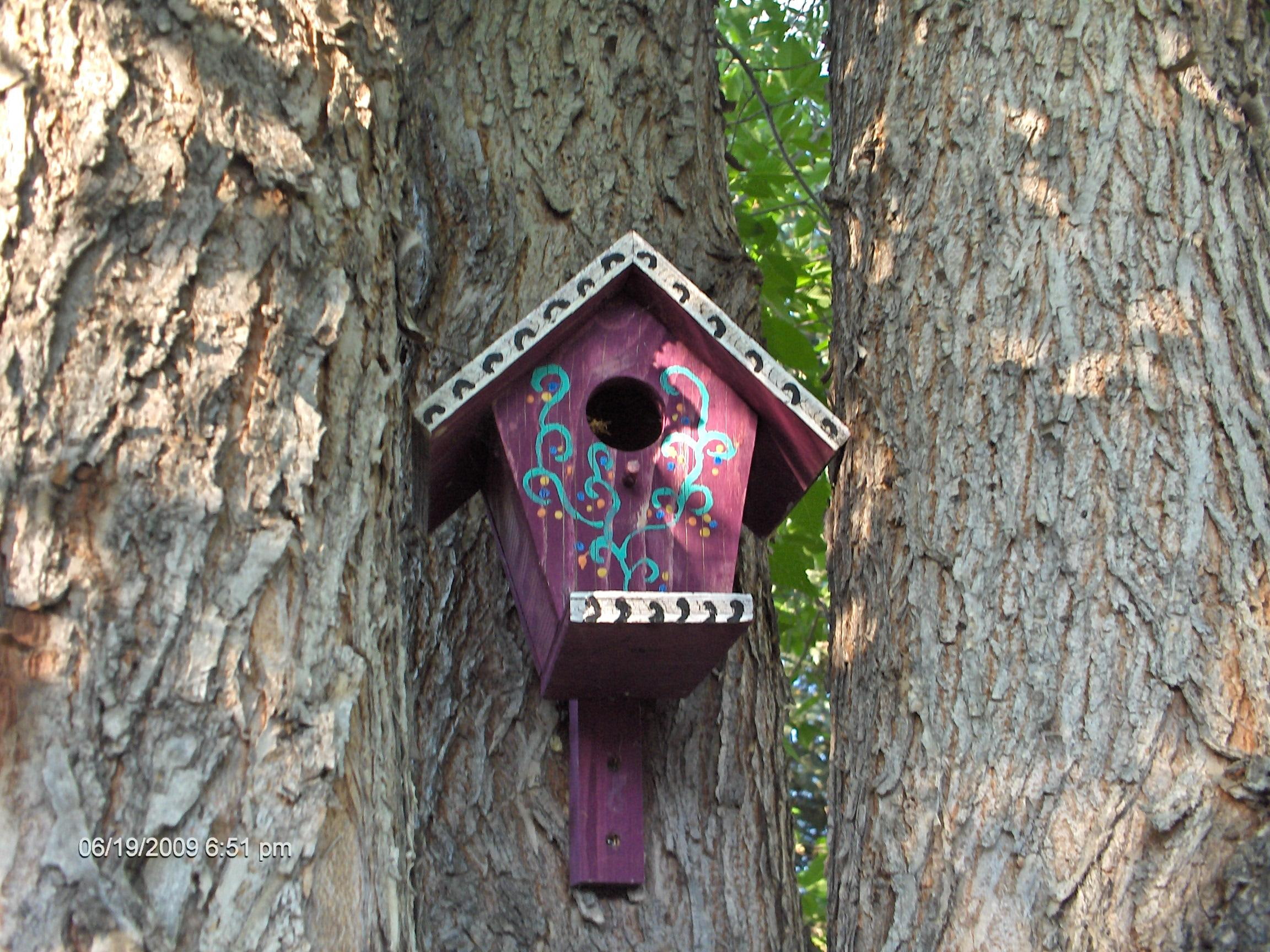 in tree, paradise, 1080P, house, white, brown, animals, outside, bird, HD Wallpaper