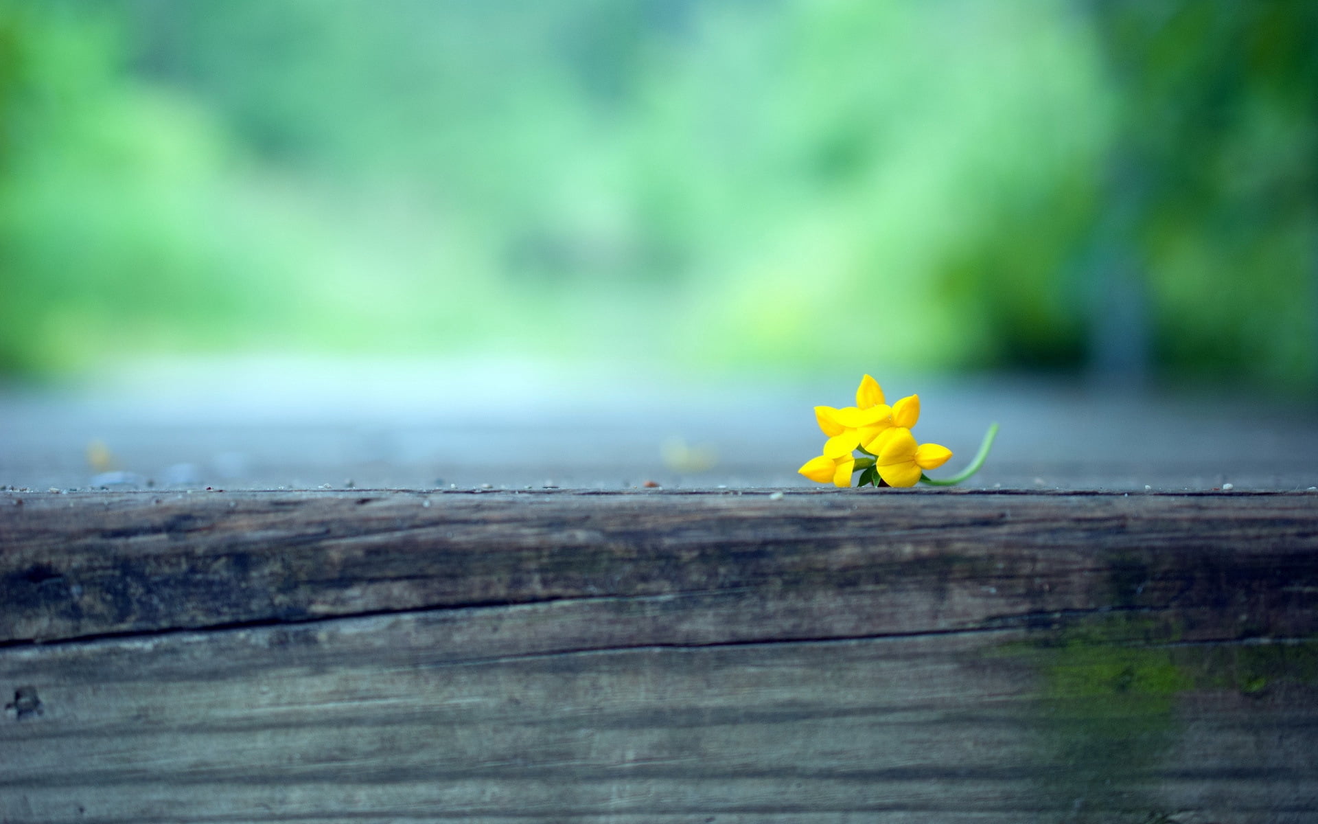 petal, beauty in nature, vulnerability, inflorescence, nature, grass, green Color, fragility, springtime, sweet, backgrounds, blur, plant, flowering plant, HD Wallpaper