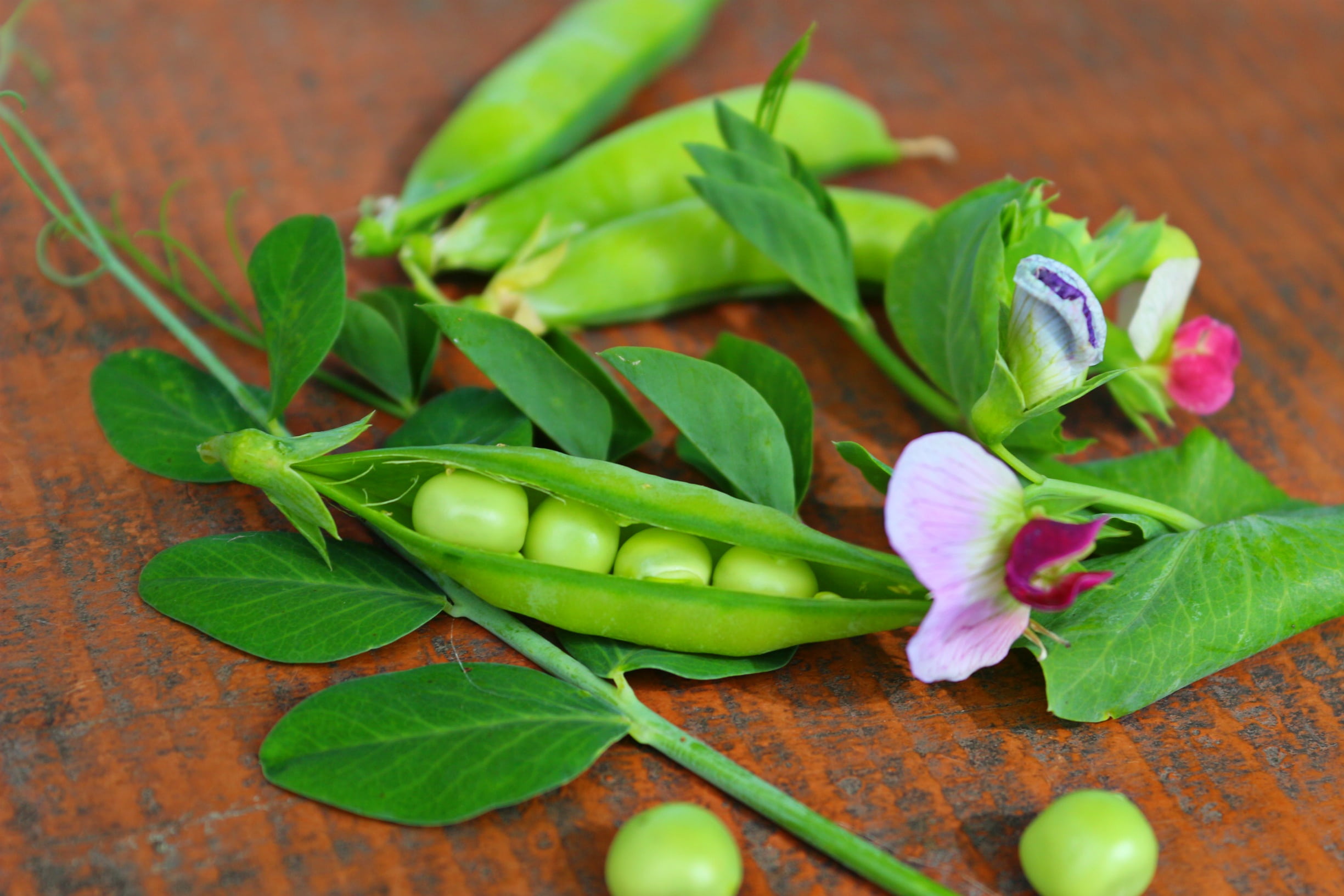 brown, indoors, vegetables, basil, plant part, organic, wellbeing, black, pods, vegetable, nature, flowers, herb, still life, close-up, vegetarian food, HD Wallpaper