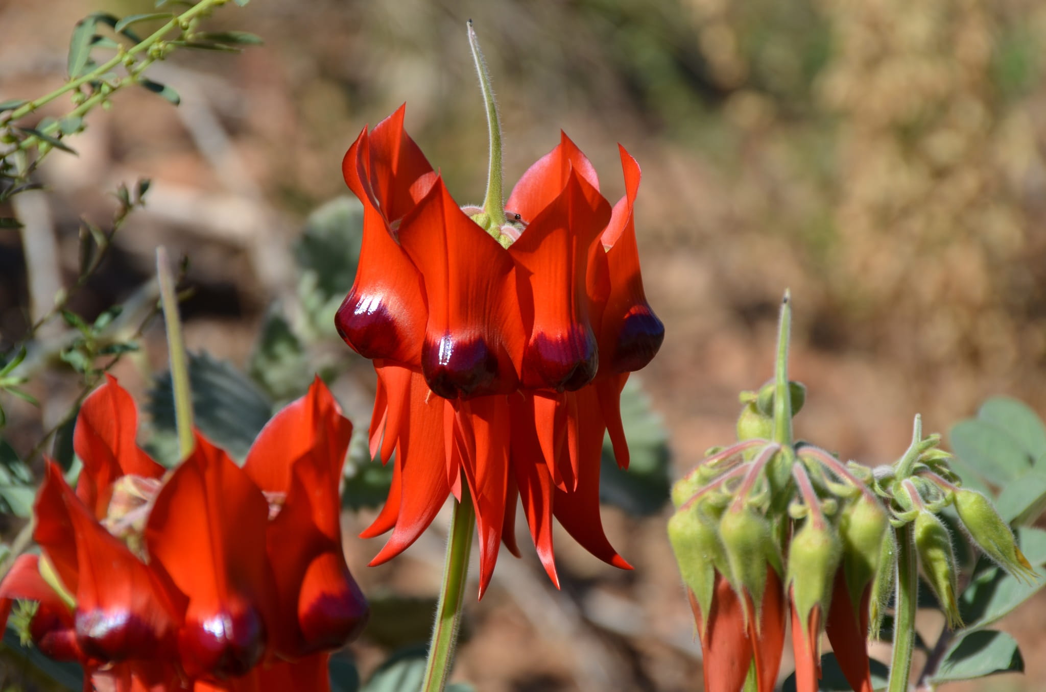 flower, freshness, no people, focus on foreground, red, day, plant stem, nature, beauty In Nature, Flower, australian, SturtS Desert Pea, outback, botany, HD Wallpaper
