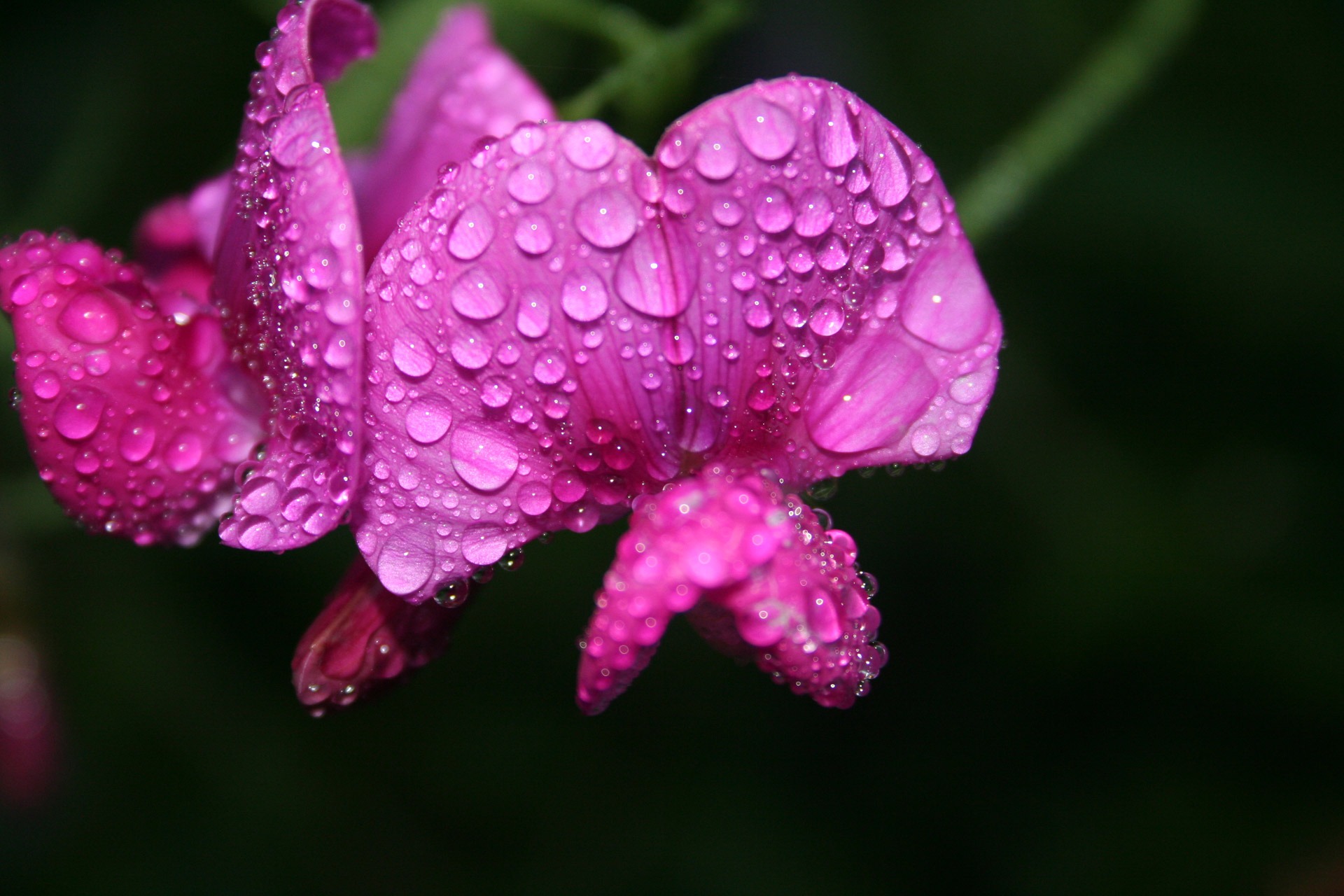 freshness, springtime, drop, purple, water, beauty in nature, flowering plant, organic, pink, blossom, petaled, natural, lathyrus, wildflower, close-up, HD Wallpaper