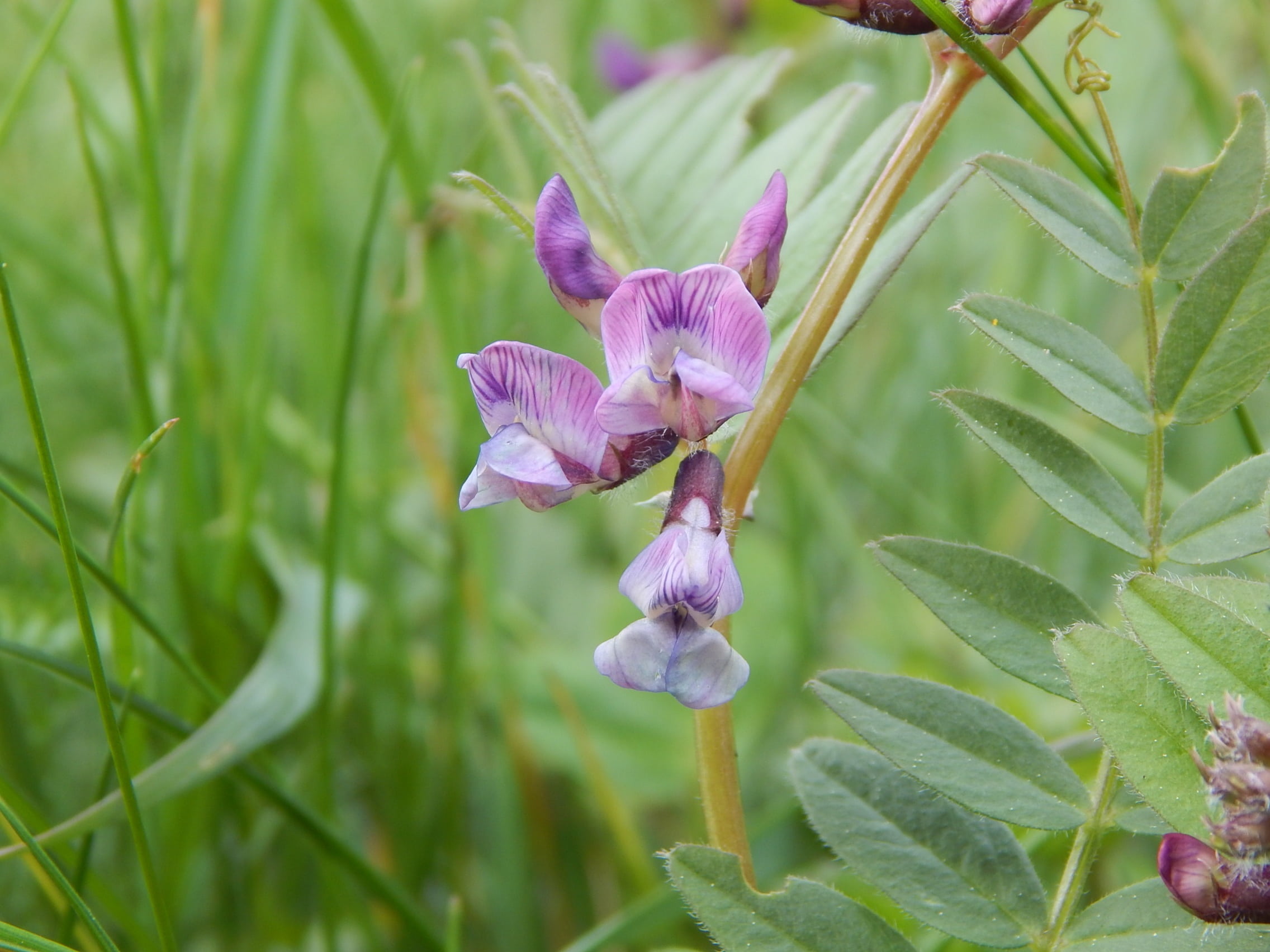 pink color, freshness, flower head, vulnerability, day, plant, flower, growth, iris - plant, wild flower, close-up, mountain-grass pea, petal, no people, HD Wallpaper