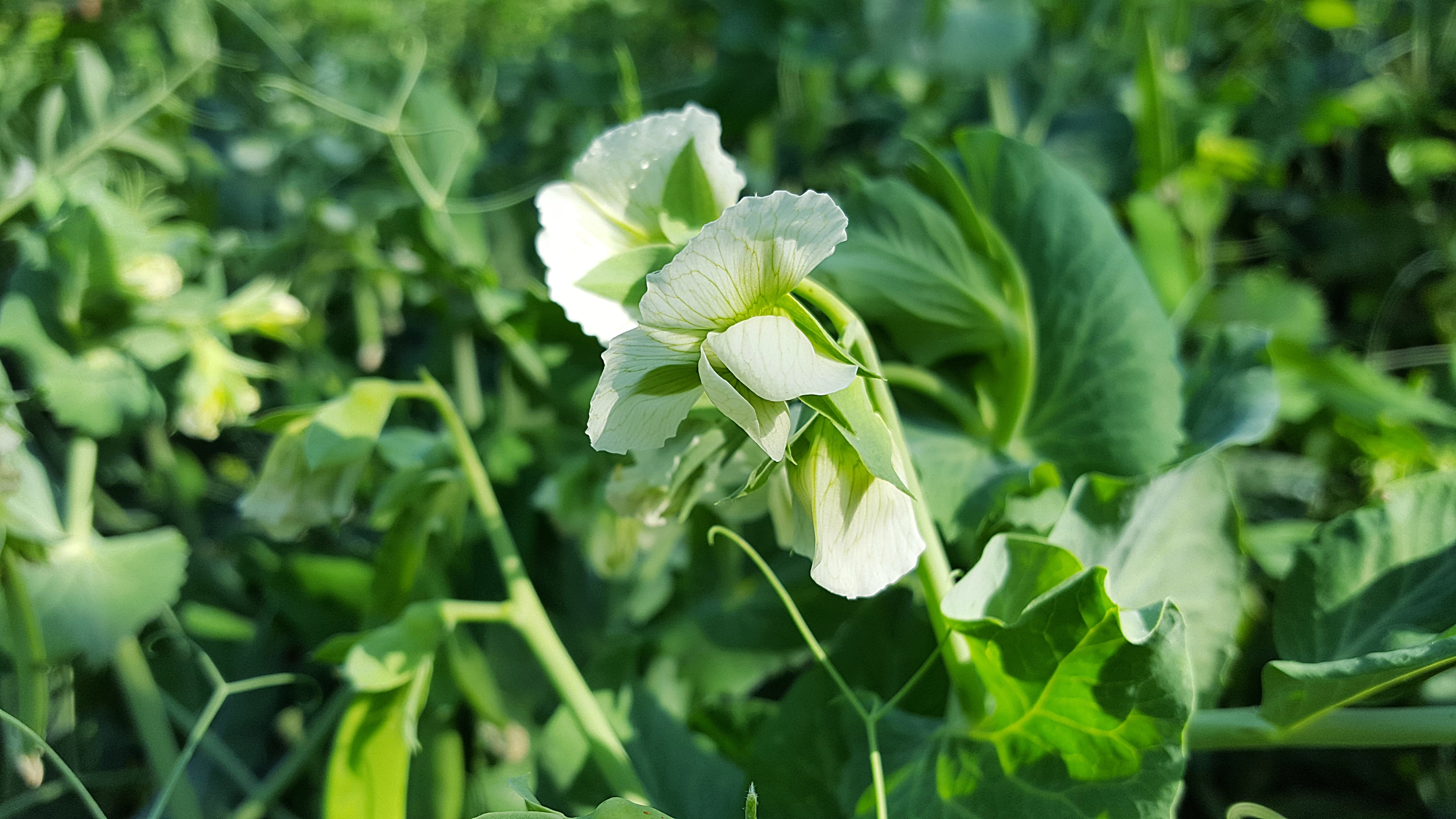 food, flower, organic, flowering plant, natural, peas, green, blossom, bloom, flower head, gardening, peas flowers, fragility, vegan, spring, nature, leaf, HD Wallpaper
