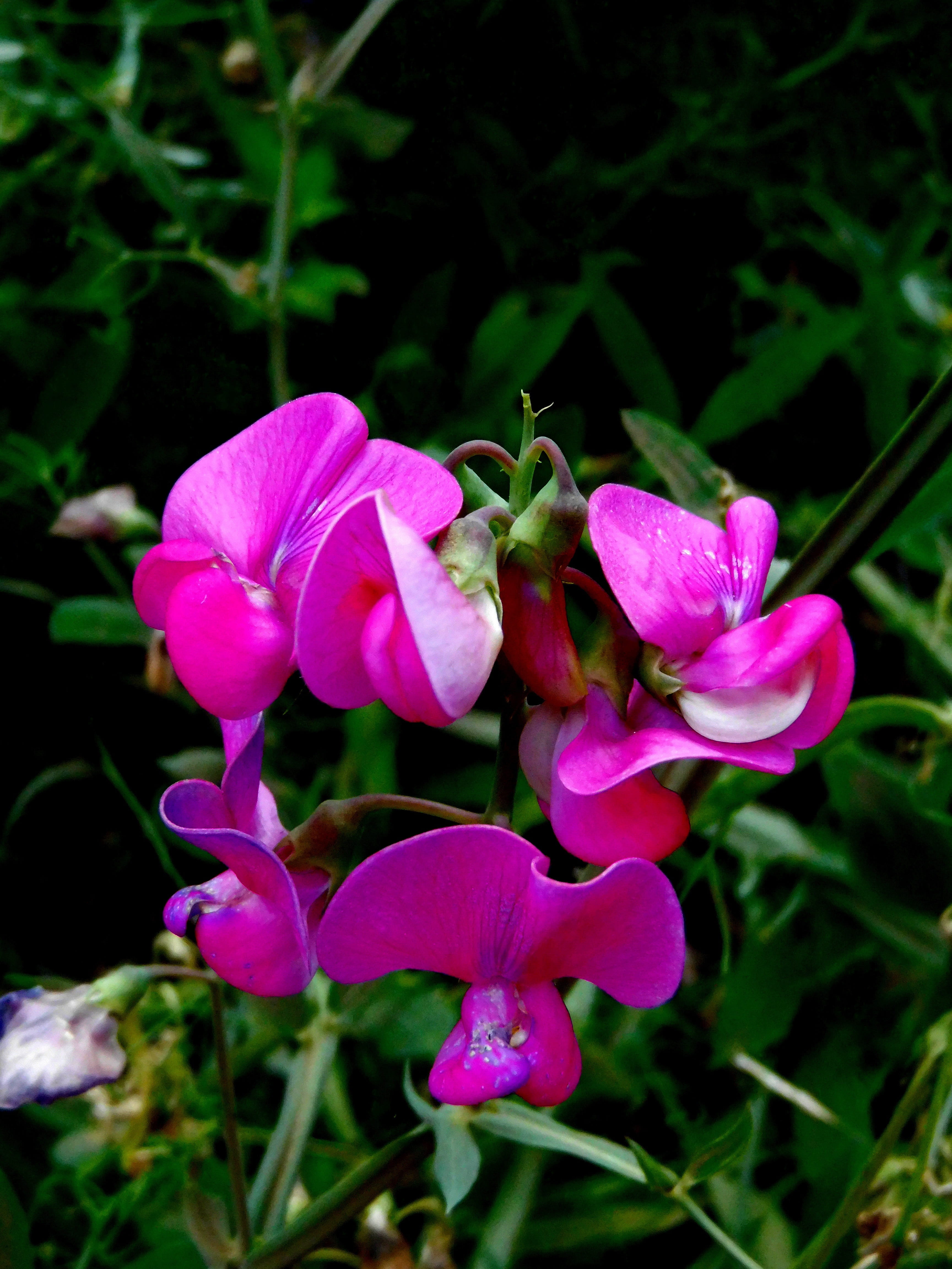wildflowers, purple, beauty in nature, natural, pink, springtime, sweet, bloom, botany, inflorescence, nature, vulnerability, growth, freshness, sweet pea, Phone HD Wallpaper