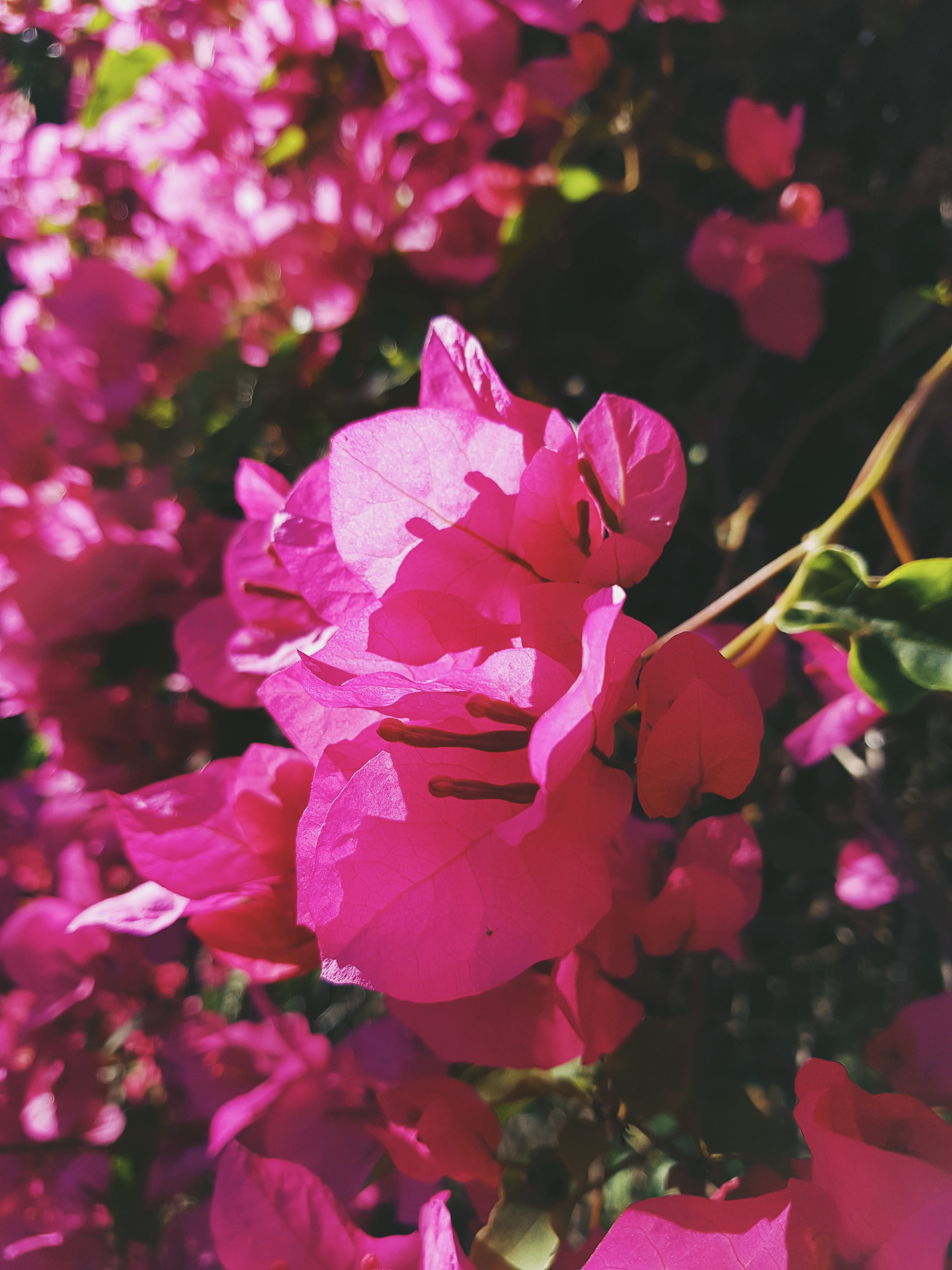 growth, flower, petal, flower head, vulnerability, bougainvillea, selective focus, fragility, flowering plant, 4K, freshness, plant, myanmar (burma), pink color, Phone HD Wallpaper