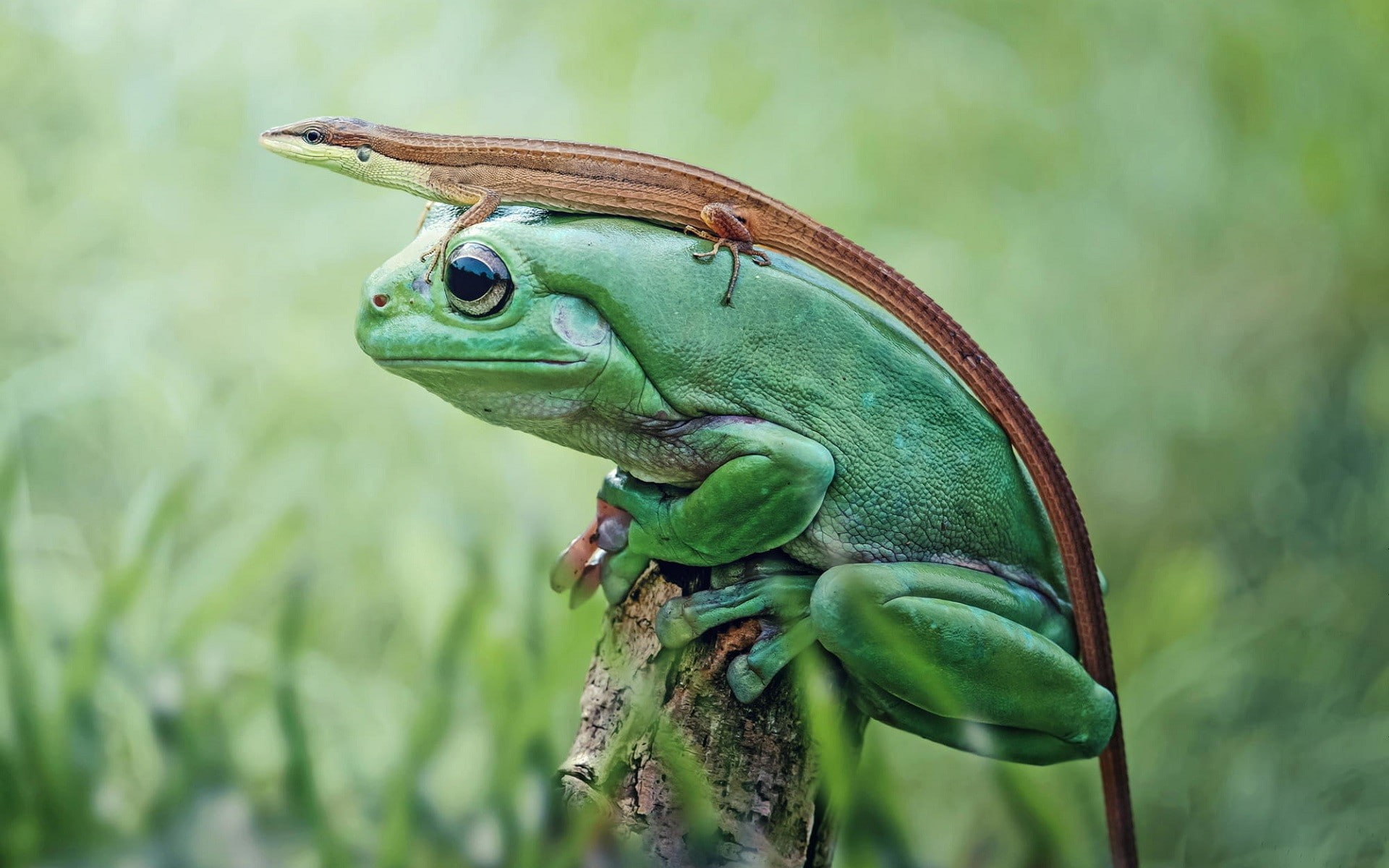 1080P, animals, closeup, frog, lizards, nature, HD Wallpaper