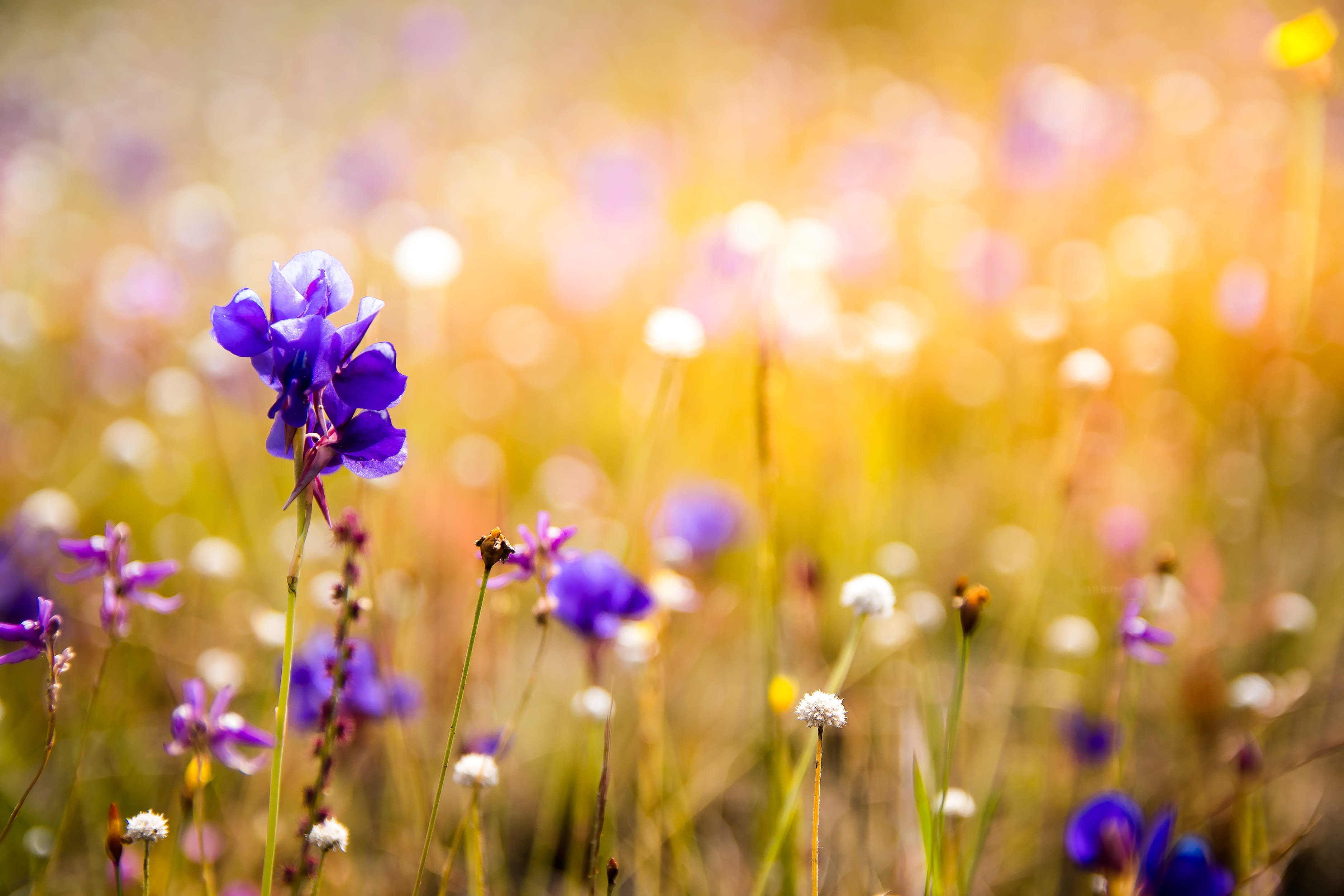sunflowers, vibrant color, close-up, focus, fragility, land, purple flowers, plant, grass, kind of wood, field, pa, beautiful flowers, photo, selective, HD Wallpaper