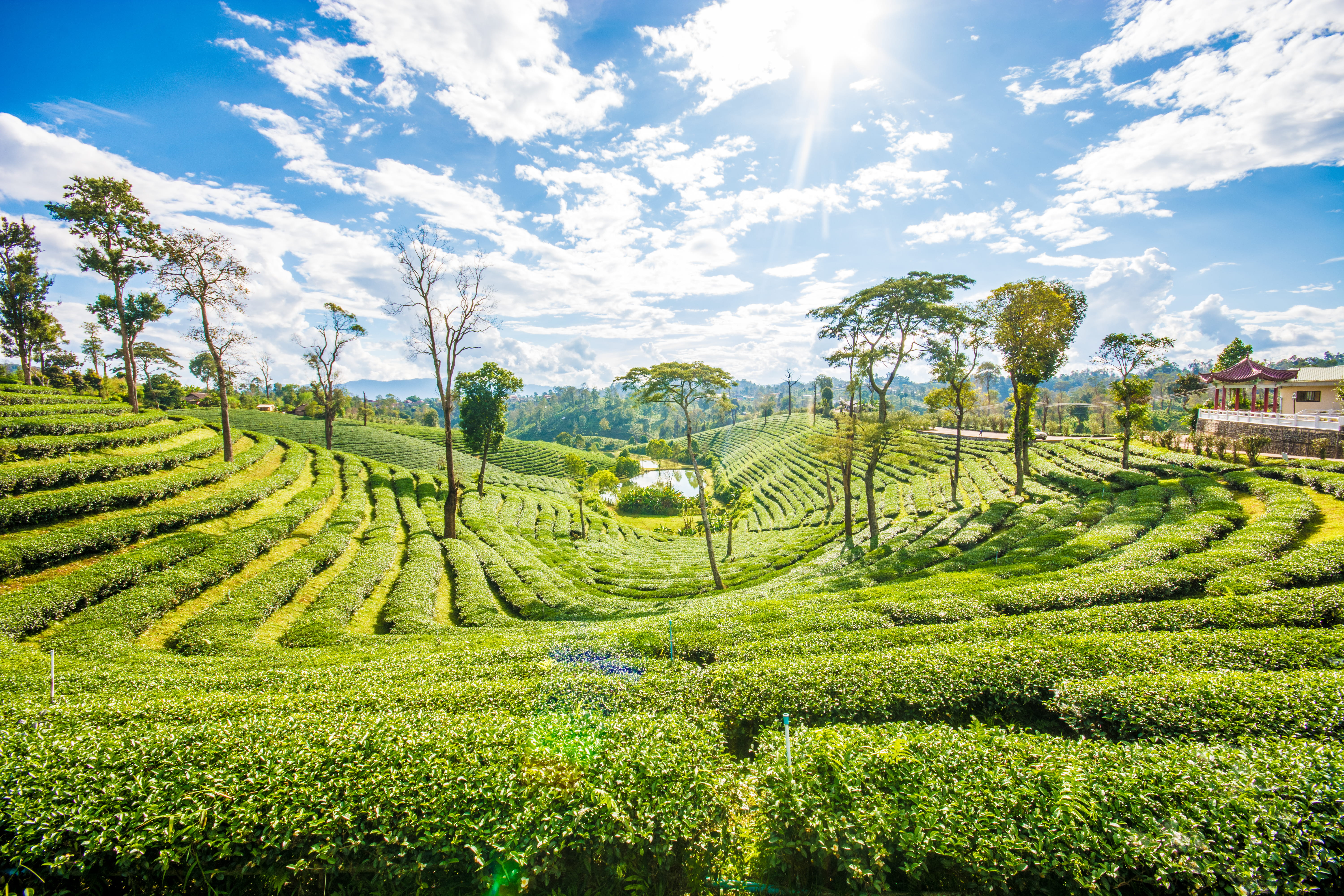 agriculture, no people, landscape, field, chiangrai, thailand, tranquil scene, rural scene, tea plantation, nature, tea farm, plantation, vacation, green tea, HD Wallpaper