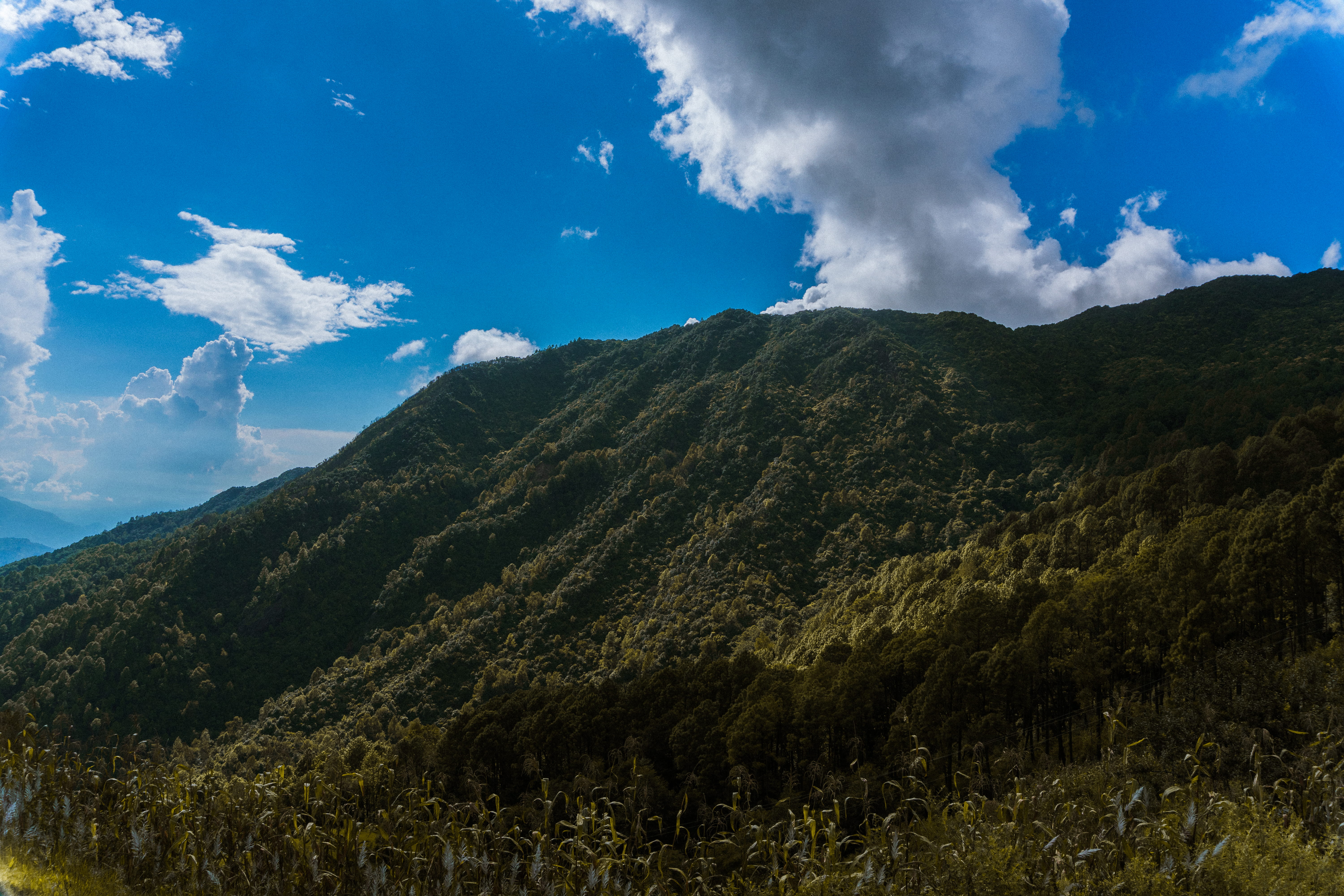 woods, non-urban scene, tarakeshwar, blue, land, tranquil scene, kathmandu, tree, dense forest, tranquility, nepal, plant, no people, environment, forest, HD Wallpaper