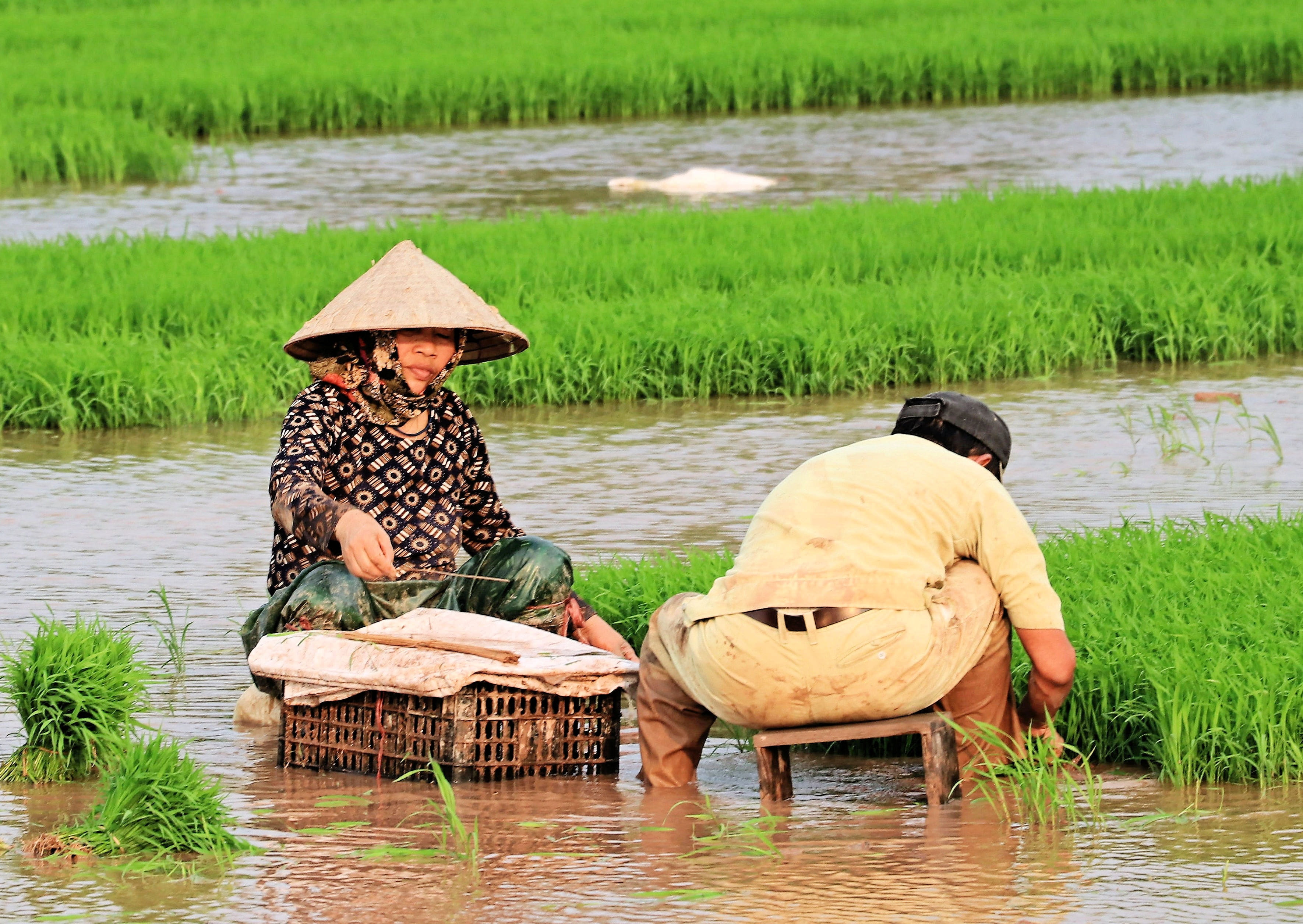 waterfront, water, viet nam, 2K, plant, asian style conical hat, outdoors, real people, rice plants, clothing, adult, nature, men, people, woman, day, HD Wallpaper