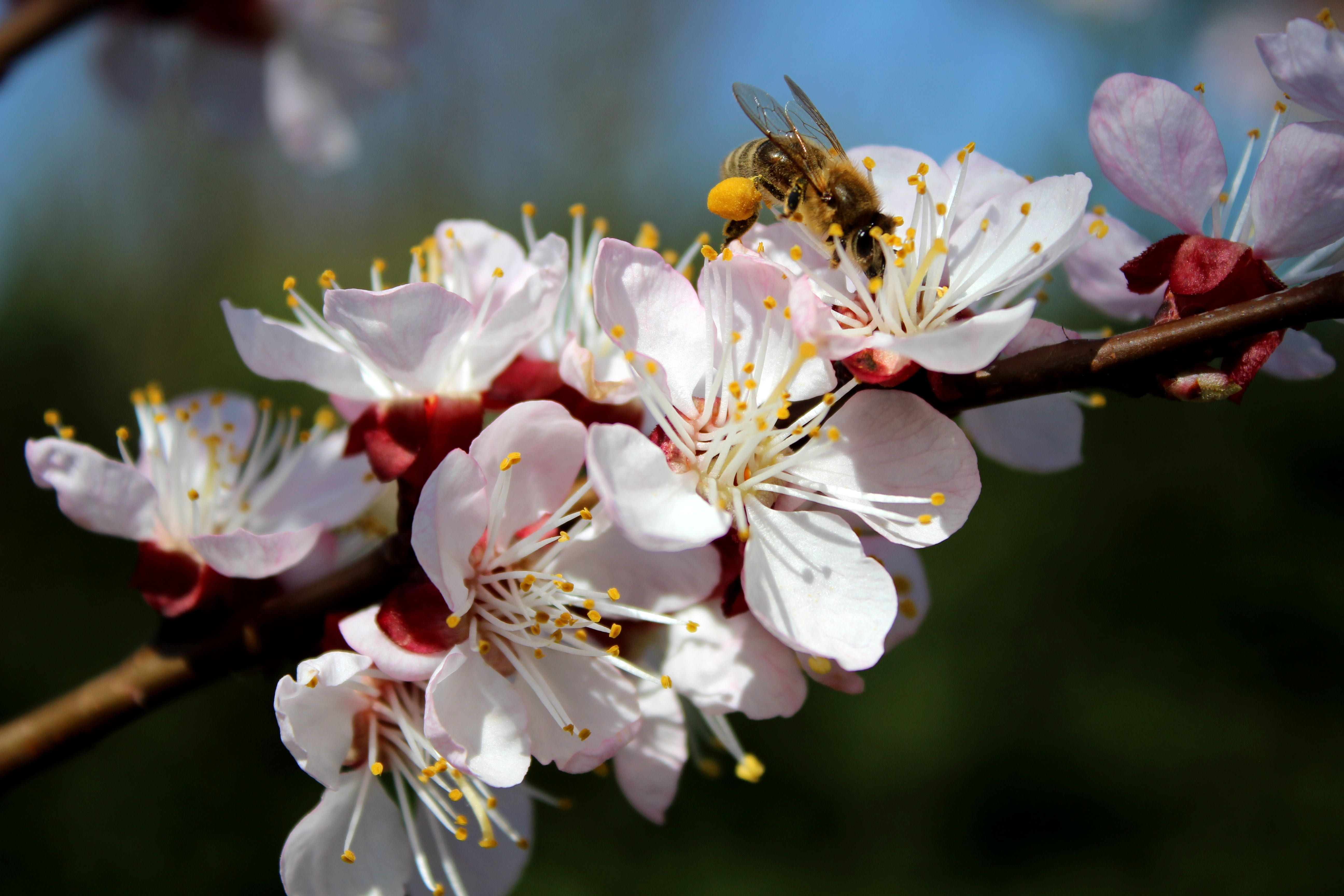 fragility, white, flowering plant, vulnerability, springtime, beauty in nature, tree, blossom, outdoors, growth, flower, bee, petal, freshness, cherry blossom, HD Wallpaper