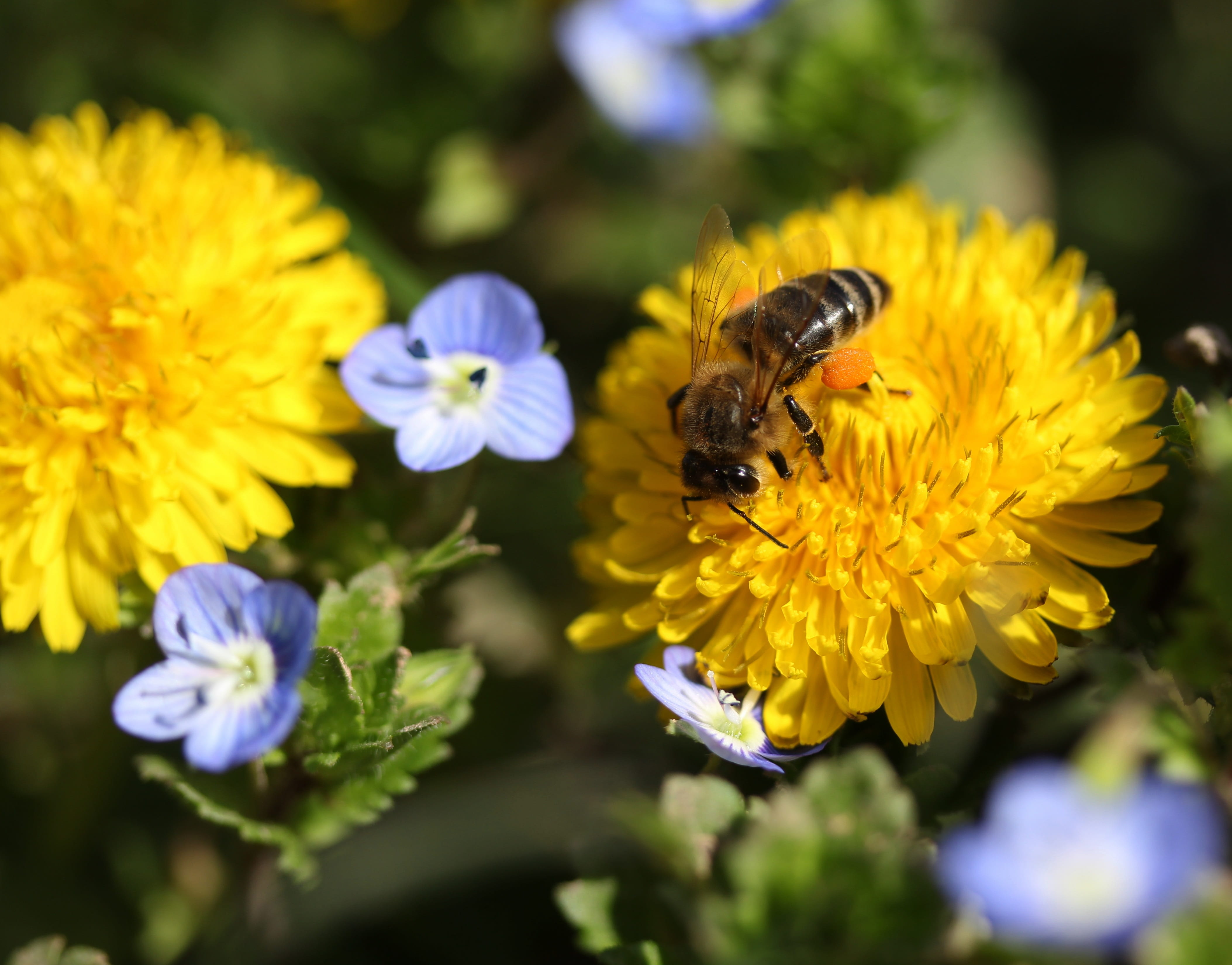 insect, dandelion, fragility, growth, insecta, animal wildlife, freshness, diligent, vulnerability, plant, nature, invertebrate, pollen, animals in the wild, HD Wallpaper