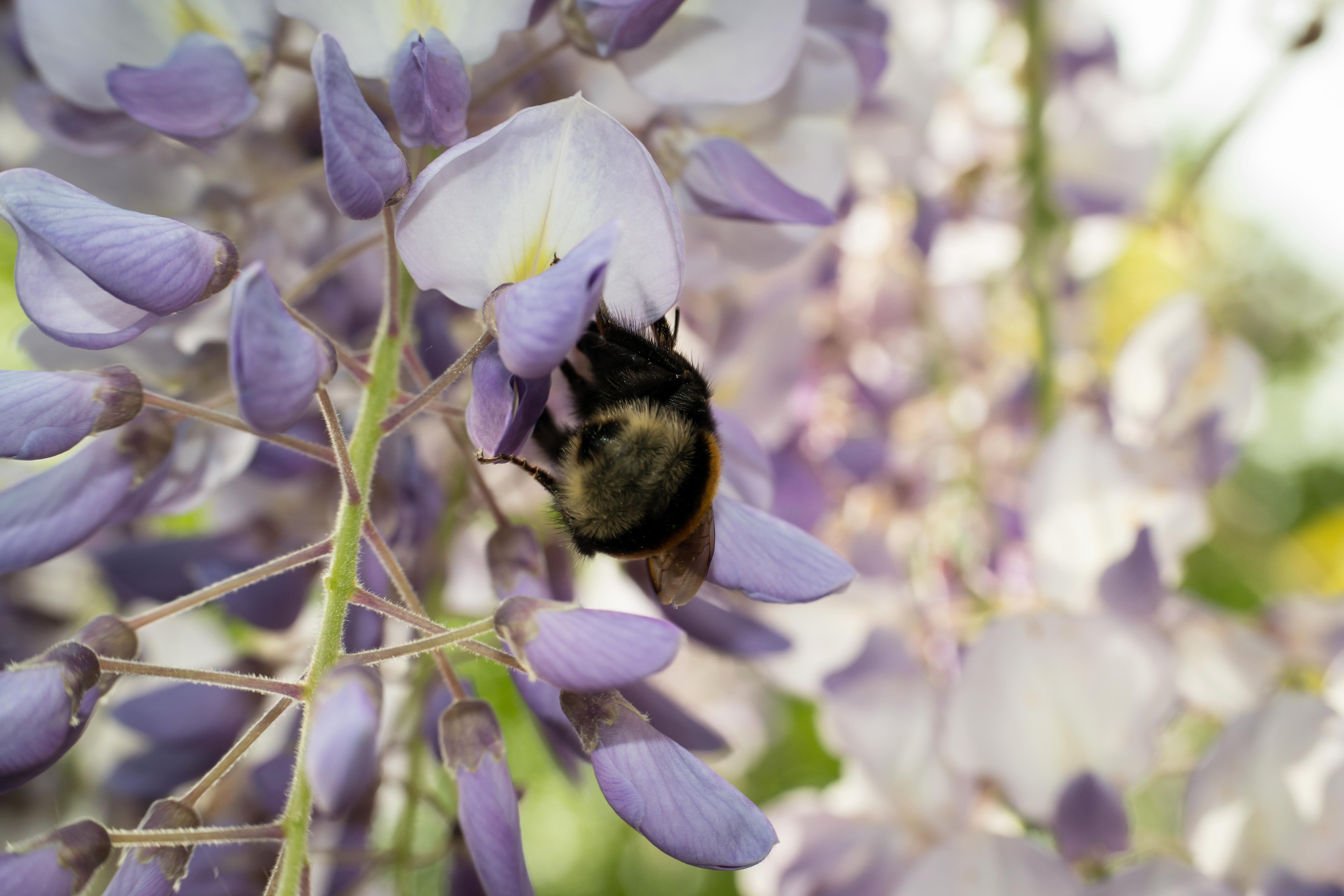 plant, animal, busy, one animal, diligence, trouble, animal themes, tree, purple, branch, growth, flower, hummel, freshness, collect, fragility, close-up, HD Wallpaper