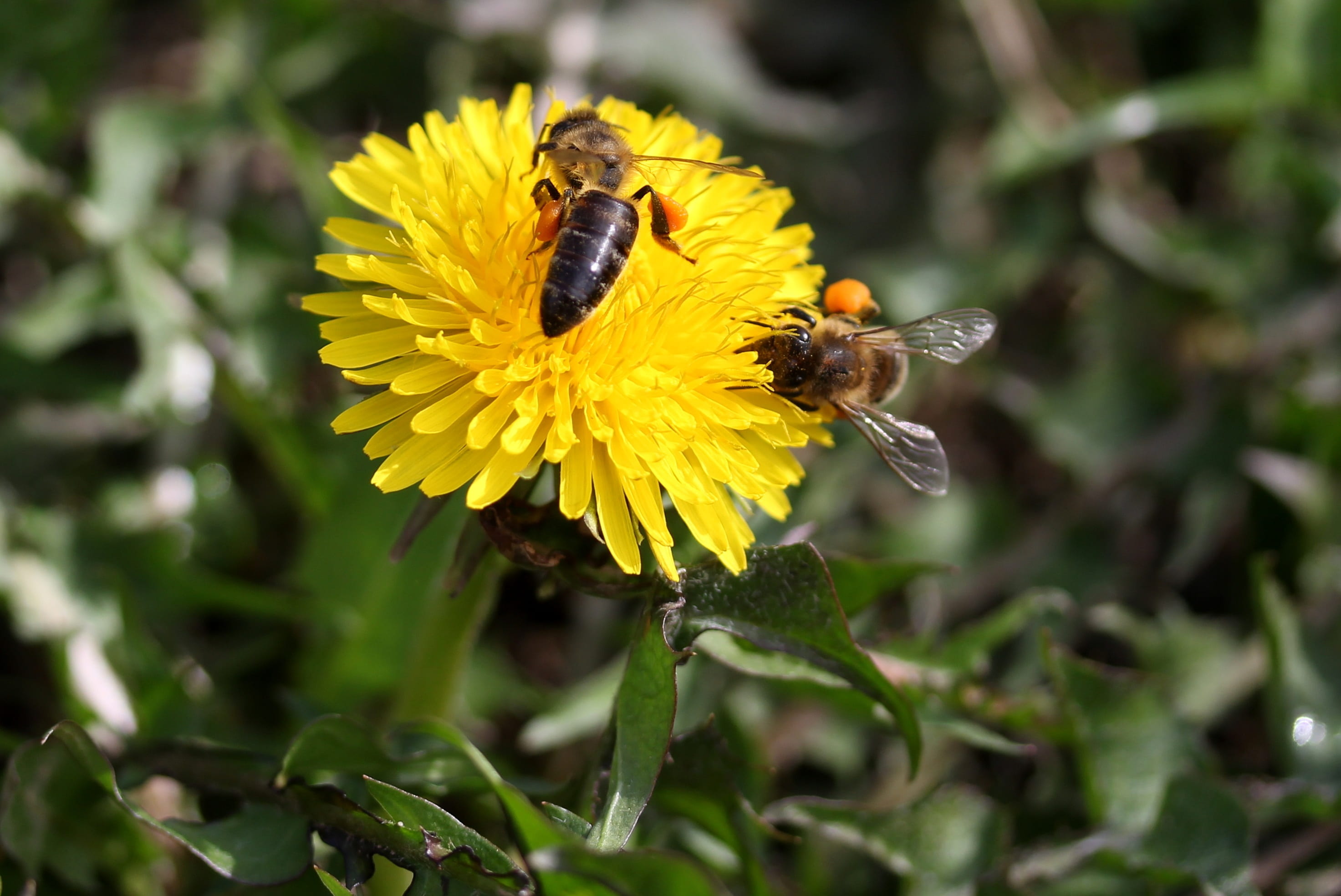 fragility, one animal, freshness, bee, animals in the wild, dandelion, bumblebee, petal, vulnerability, nature, outdoors, flowering plant, flower head, HD Wallpaper