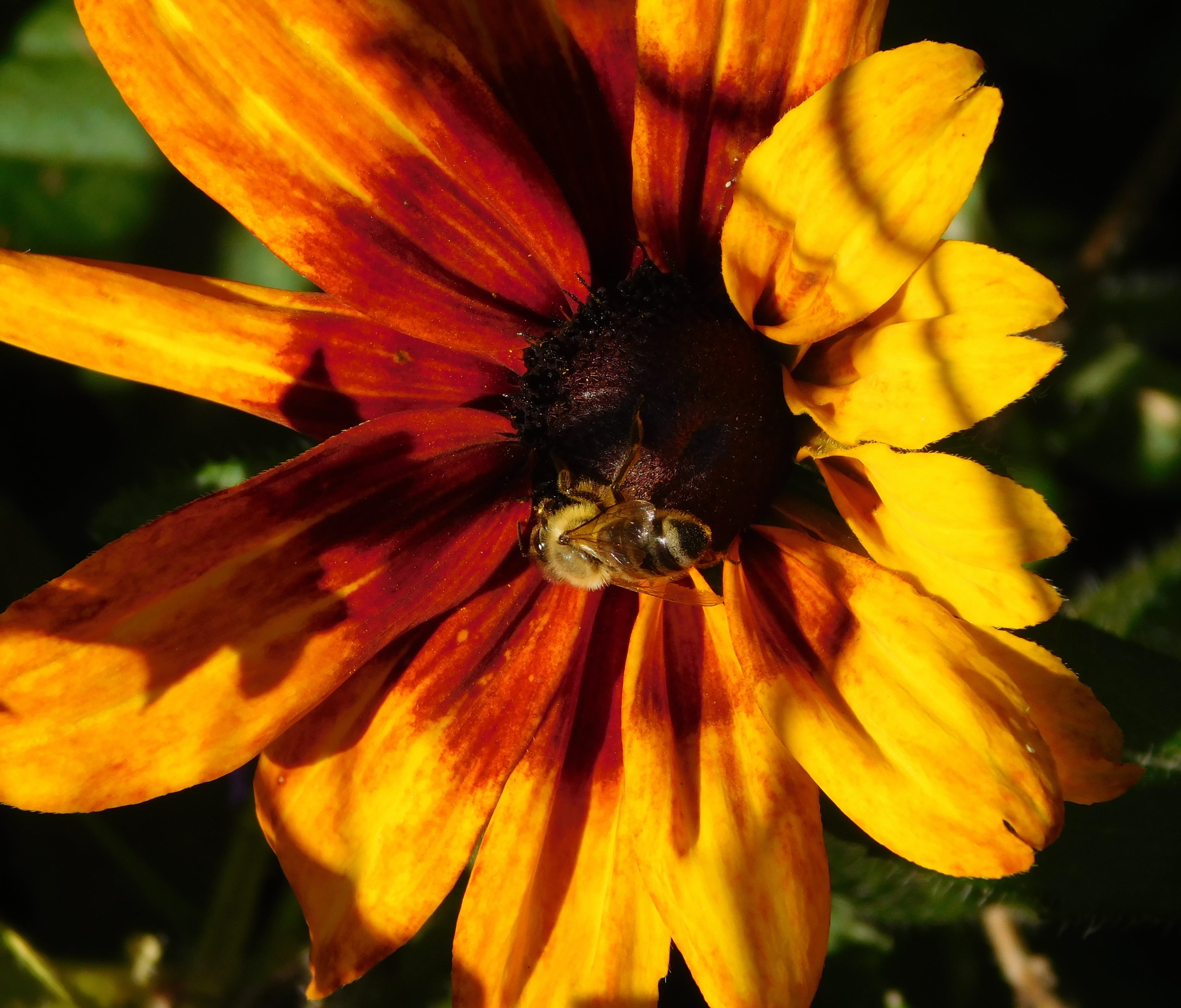 bee, day, beauty in nature, yellow, one animal, growth, pollen, collect nectar, blossom, close up, work diligently, fragility, on a flower, bloom, insect, HD Wallpaper