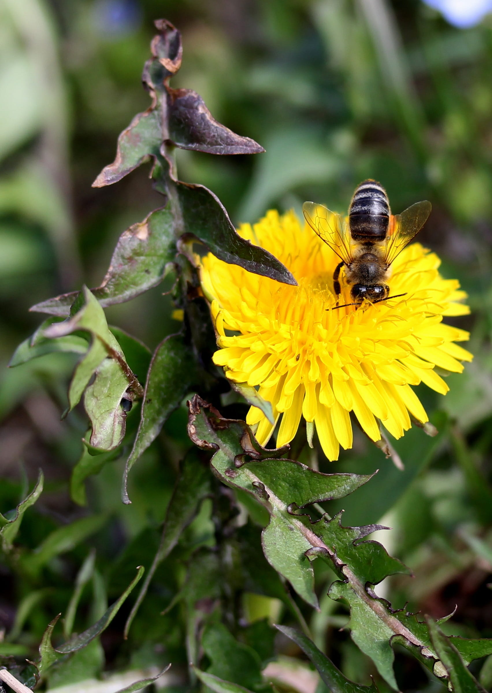 freshness, bee, animal themes, flowering plant, dandelion, no people, close-up, vulnerability, growth, flower head, outdoors, plant, fragility, insecta, Phone HD Wallpaper