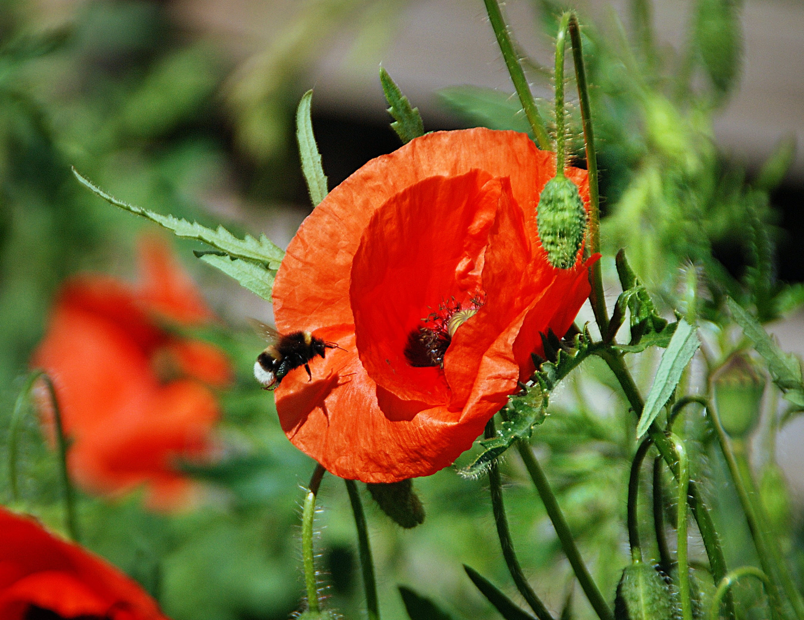 outdoors, petal, poppy, close-up, growth, nature, invertebrate, butterfly - insect, pollination, vulnerability, flowers, animals in the wild, orange color, HD Wallpaper