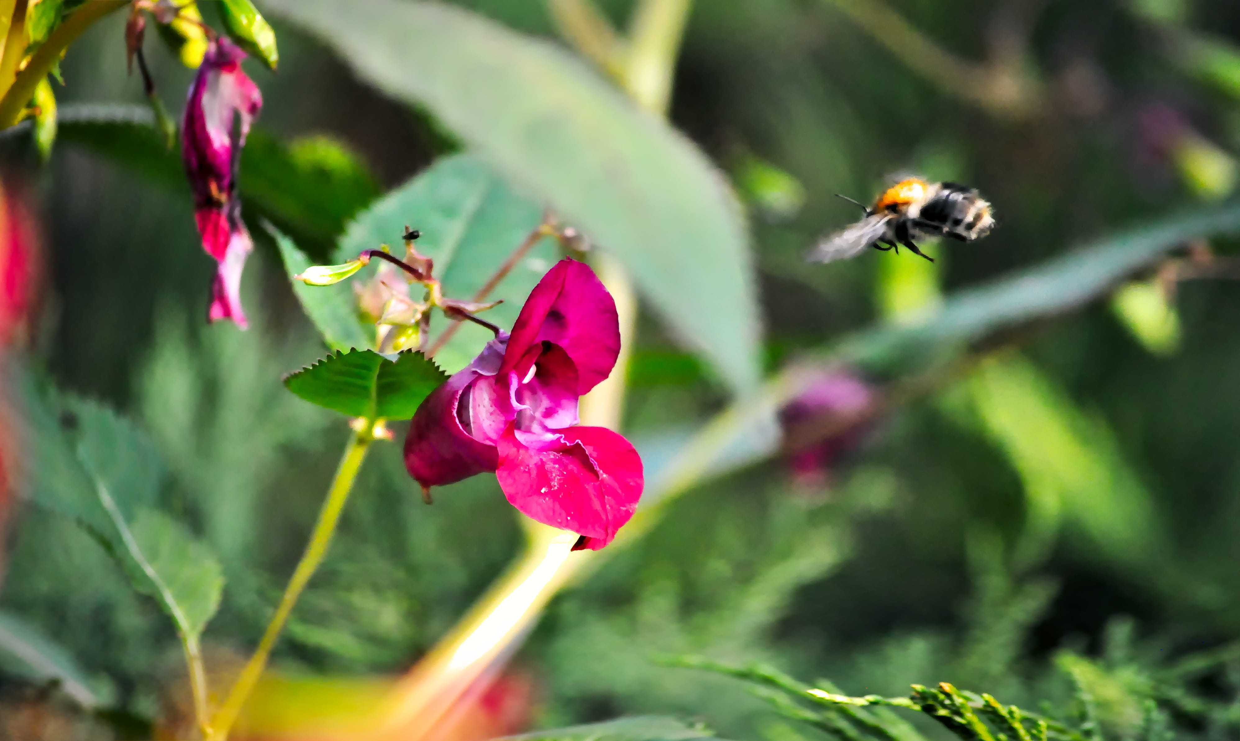 freshness, bumblebee, diligence, impatiens, animal wildlife, beauty in nature, garden, animal, insect, vulnerability, fragility, animals in the wild, the collection of nectar, HD Wallpaper