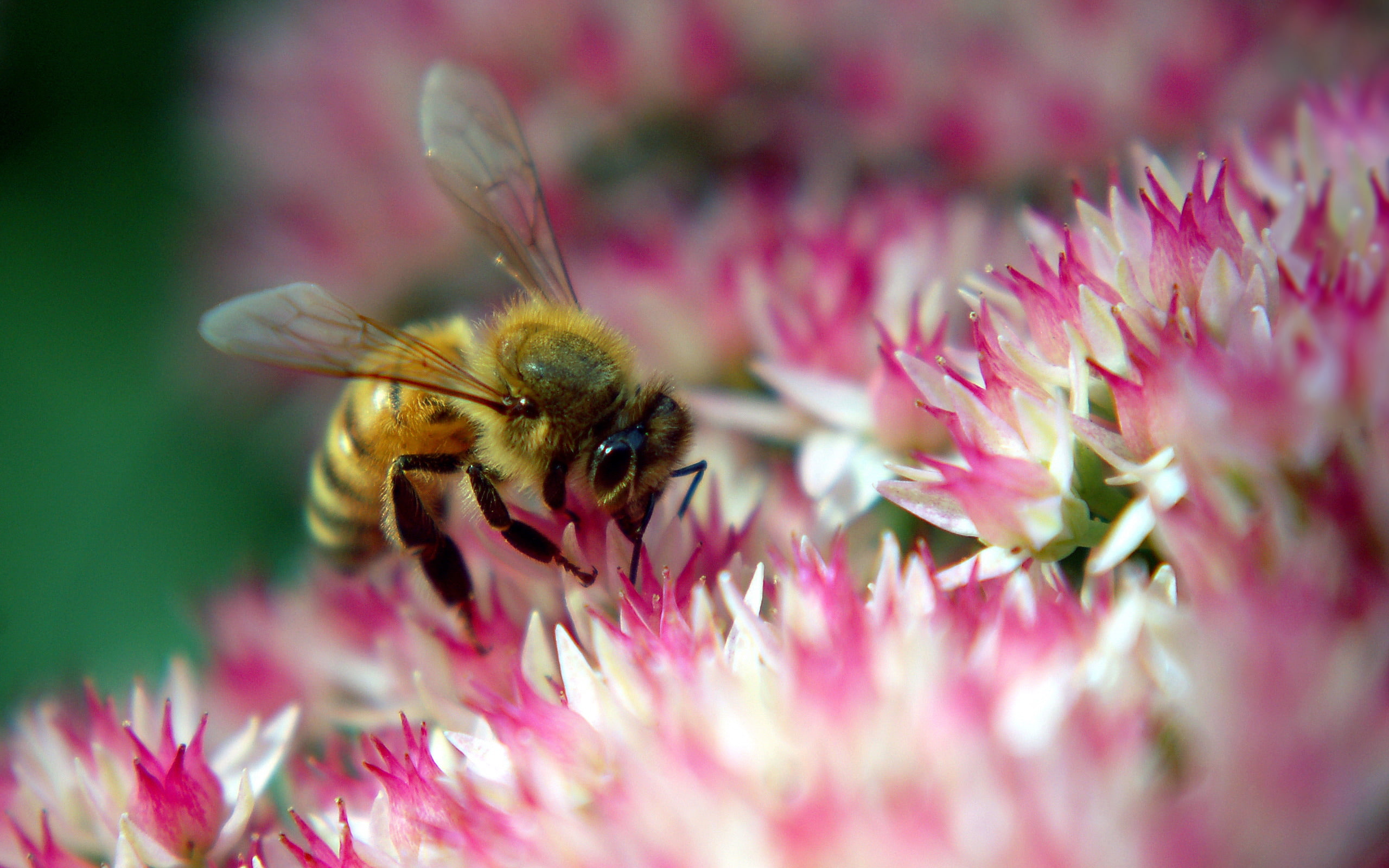 flower, Animals, pink, animal, bees, diligent, Insects, bee, 2K, HD Wallpaper