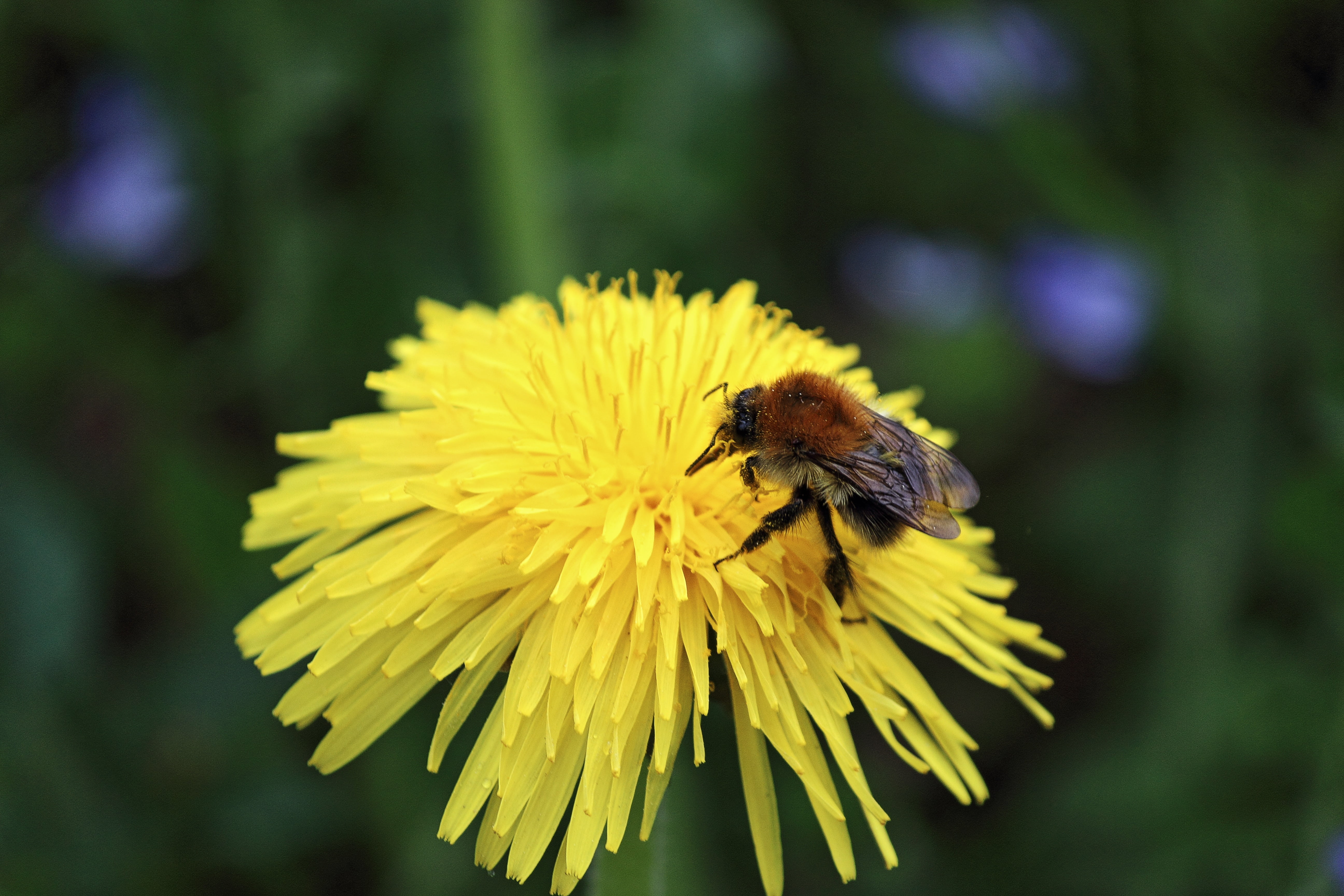 animals in the wild, no people, macro, bee, beauty in nature, flower head, plant, vulnerability, 5K, outdoors, freshness, yellow, close, close-up, diligence, HD Wallpaper