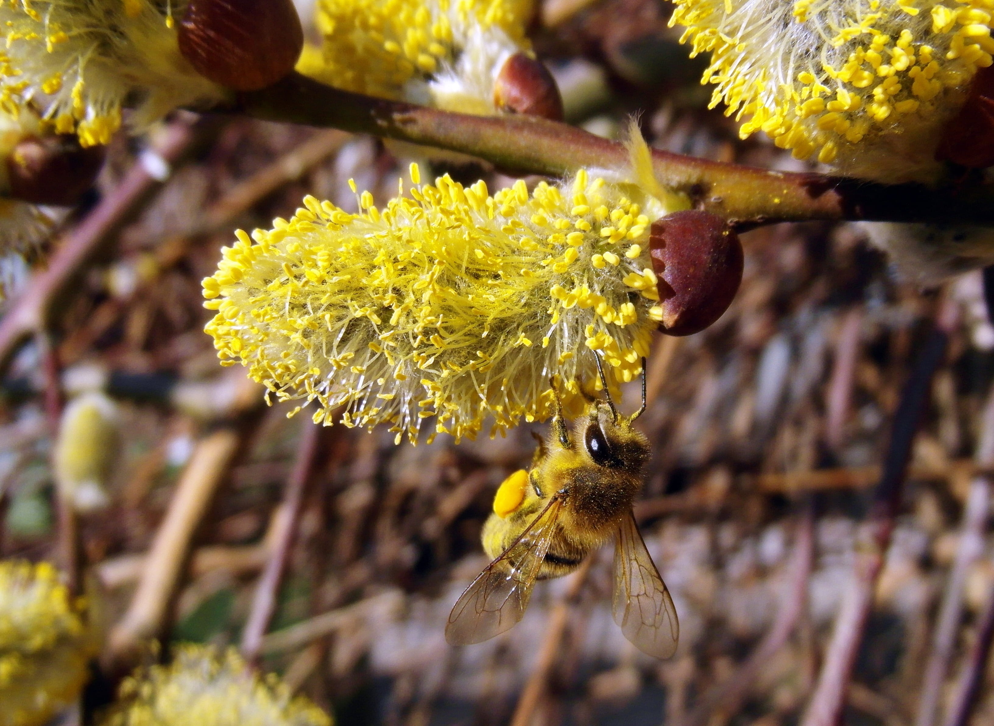 yellow, diligence, collect, flower head, flower, hard working, pollination, vulnerability, March, invertebrate, growth, nature, pussy willow, Honey Bee, HD Wallpaper