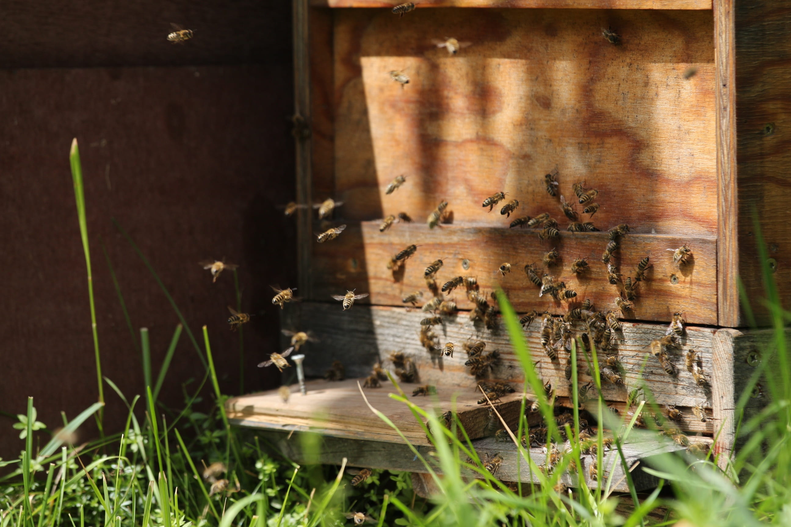 no people, close, rusty, work diligently, selective focus, fly, plant, nature, grass, abandoned, 2K, insect, apiculture, bees, old, honey, hard working, HD Wallpaper
