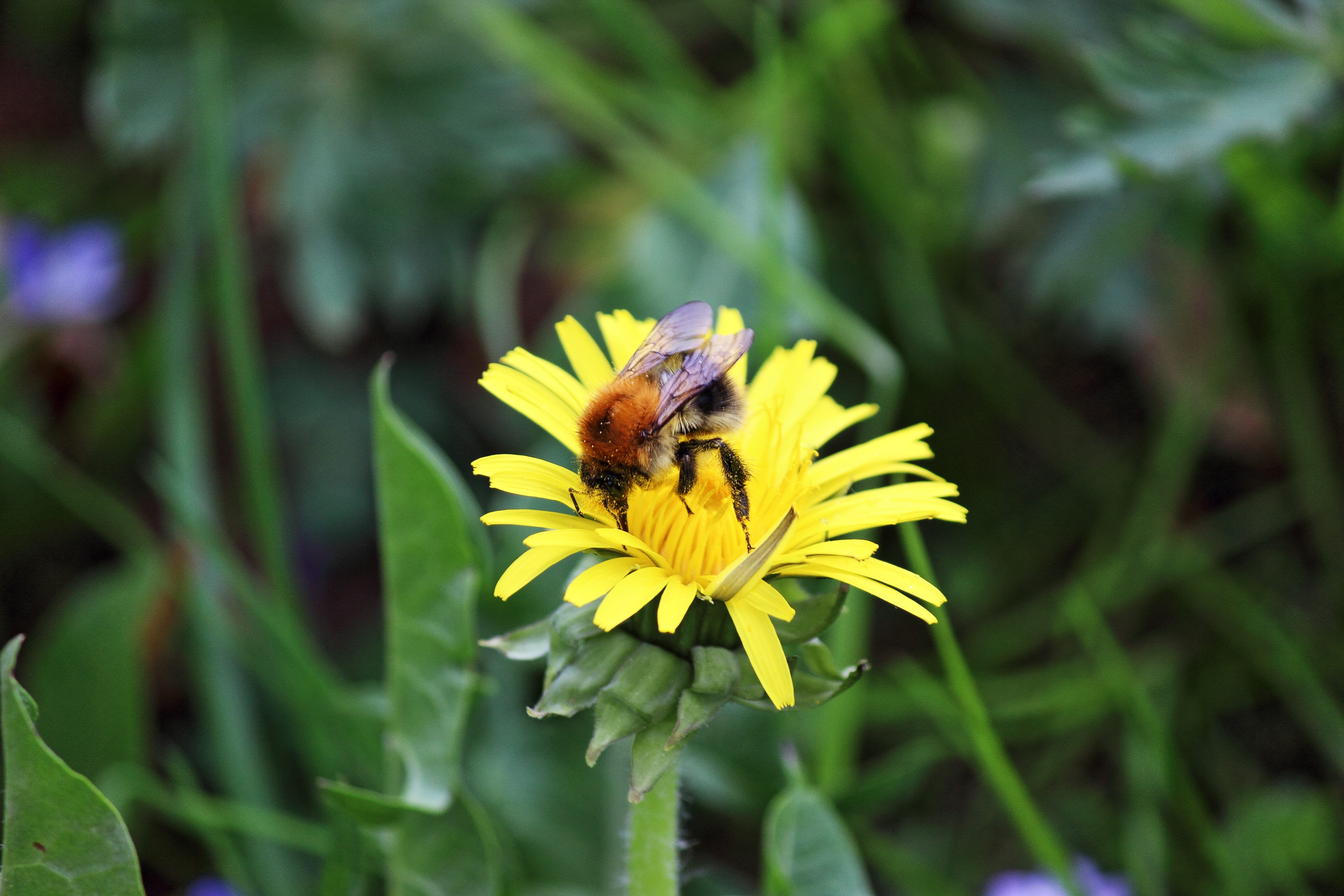 hard working, bloom, flower head, flowering plant, 5K, nature, yellow, blossom, bee, spring, growth, one animal, busy, vulnerability, pollination, bumblebee, HD Wallpaper