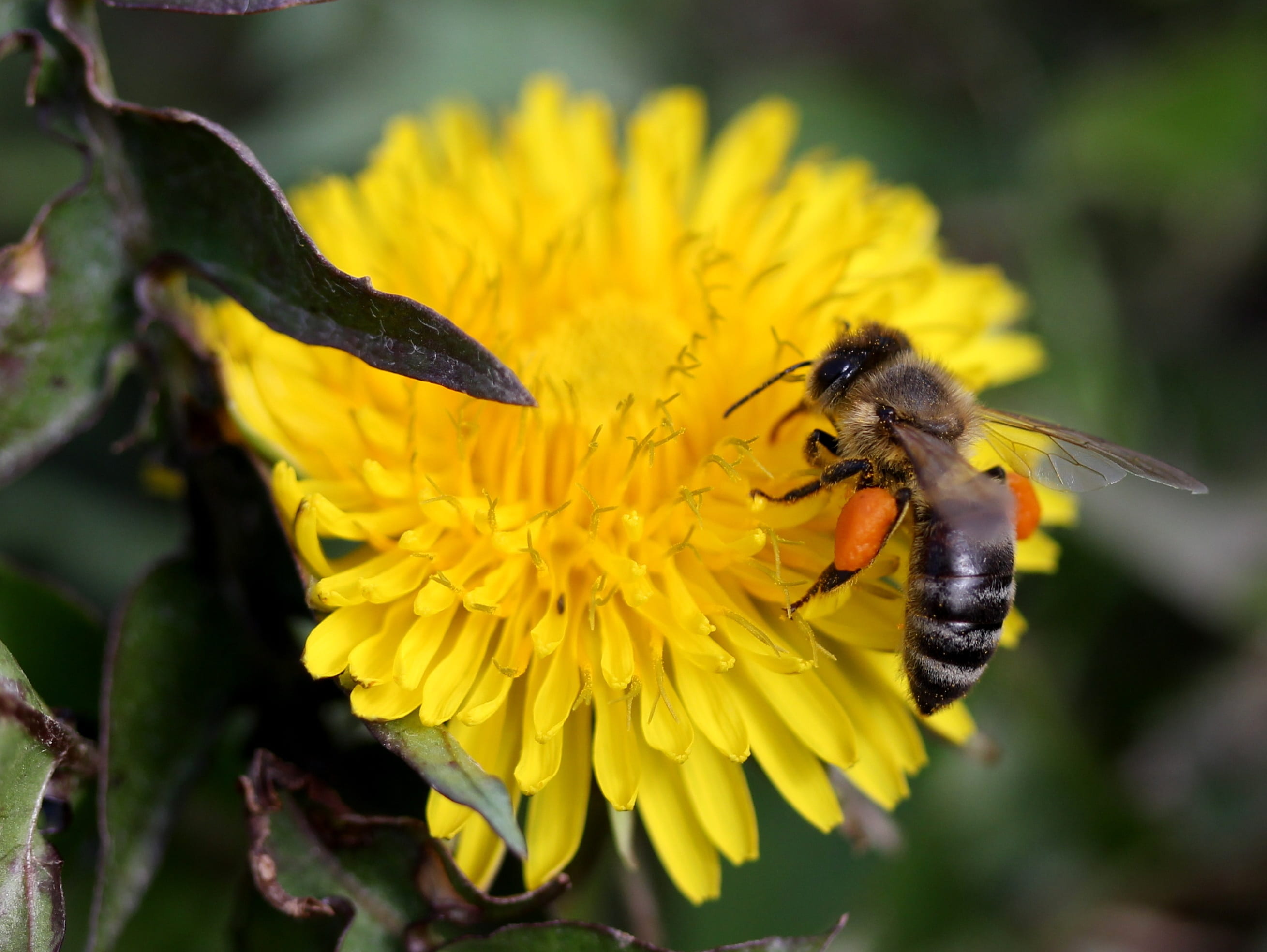outdoors, flower head, close-up, animal themes, flower, plant, no people, one animal, petal, freshness, bee, animal, insect, animals in the wild, inflorescence, HD Wallpaper