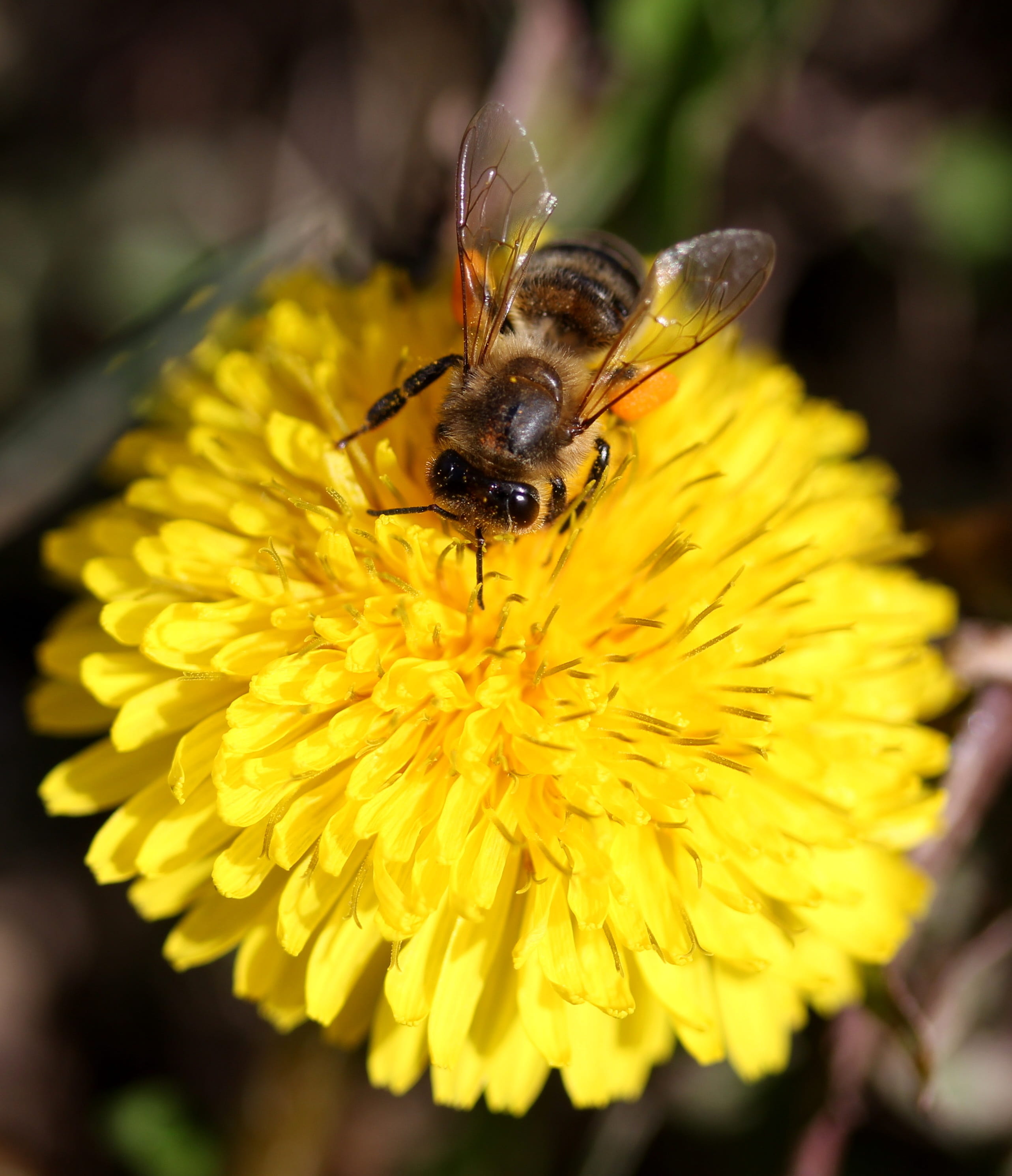 close-up, insecta, vulnerability, diligent, invertebrate, flower, 2K, one animal, growth, flower head, pollination, outdoors, plant, animal themes, insect, Phone HD Wallpaper