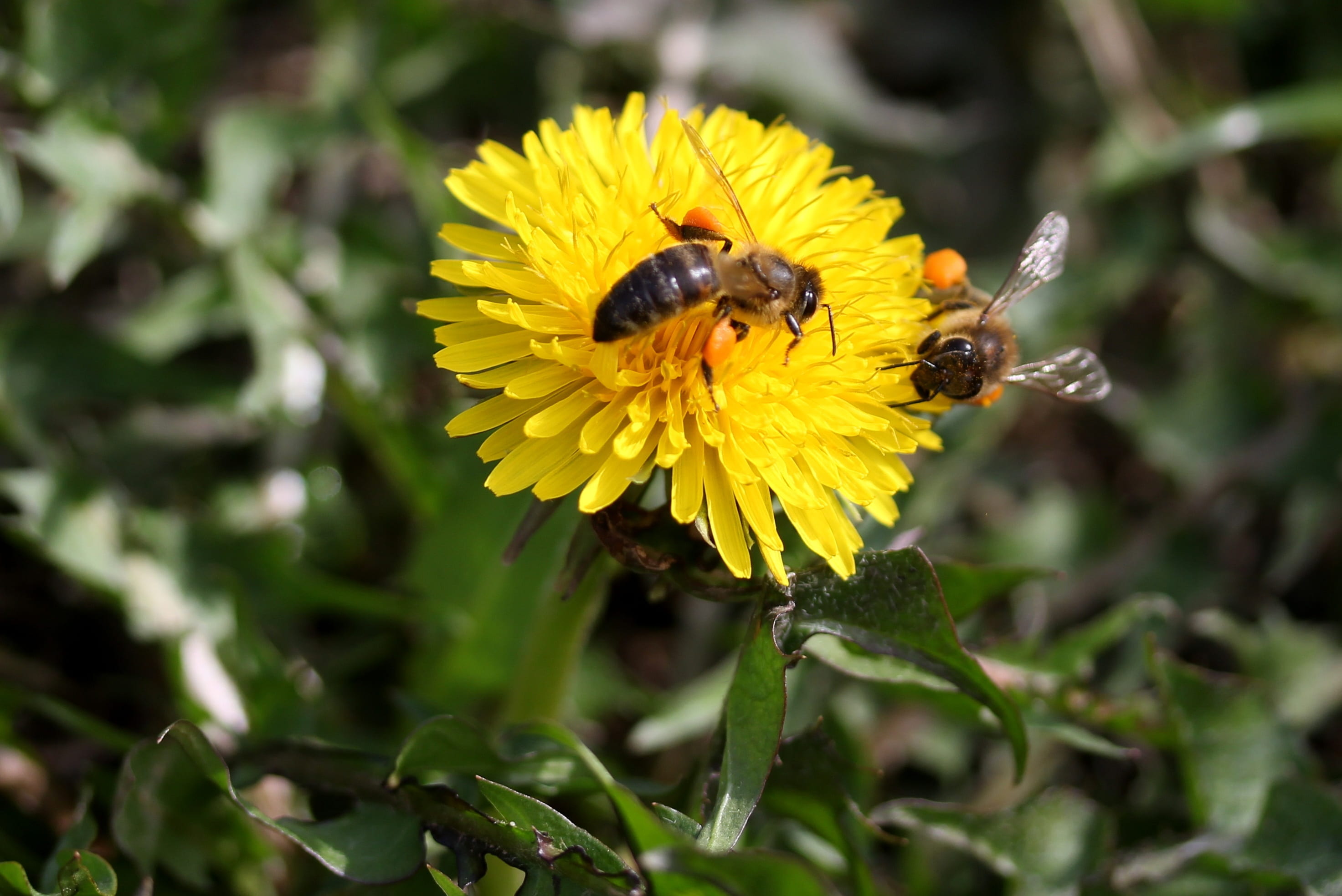 diligent, yellow, nature, animal themes, 2K, outdoors, animals in the wild, pollen, close-up, flower, insecta, beauty in nature, dandelion, pollination, HD Wallpaper