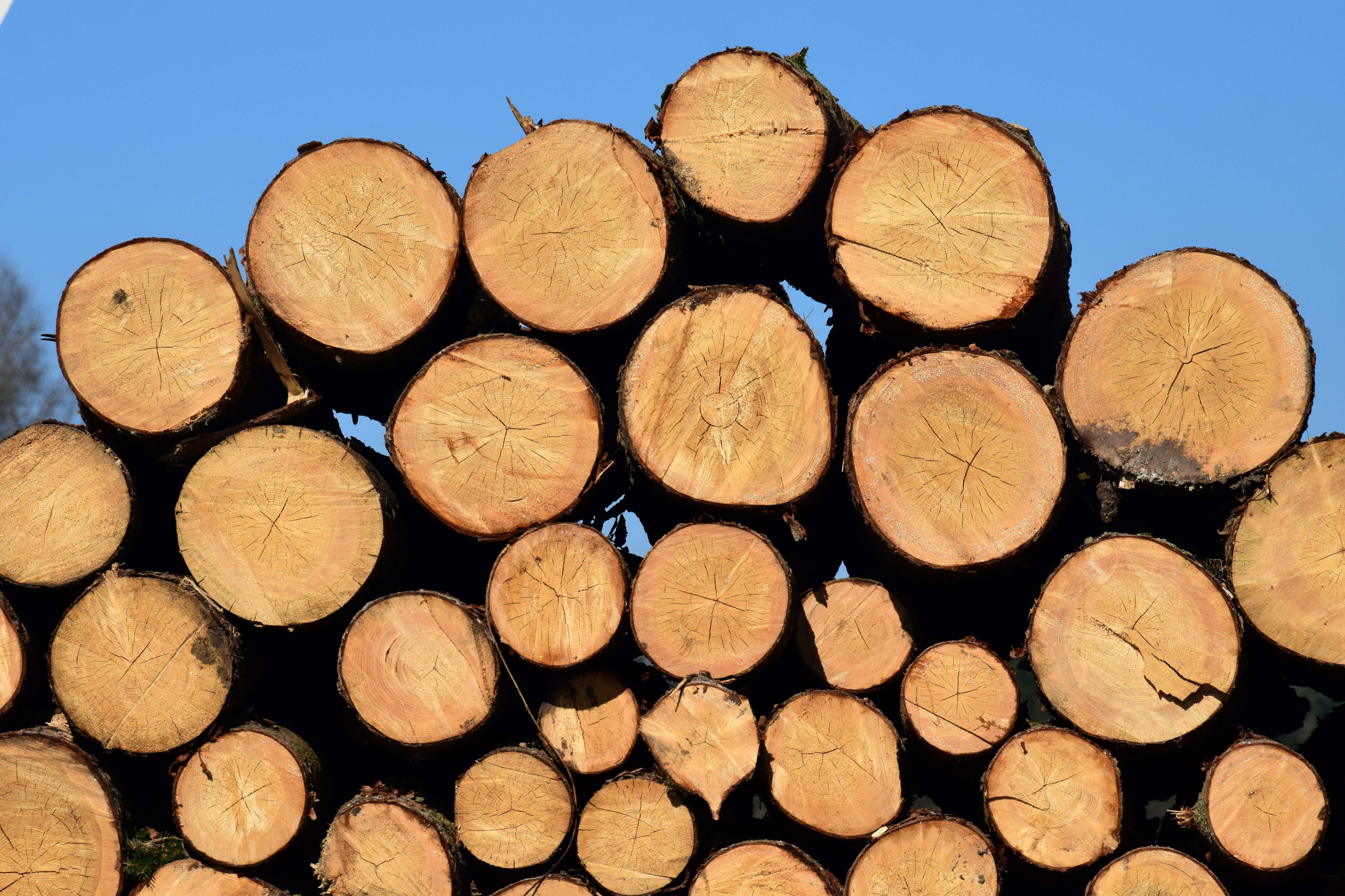 circle, stack, forest, woodpile, shape, like, wood, environmental issues, pile, tribe, about, abundance, 5K, background, section, tree, lumber industry, HD Wallpaper