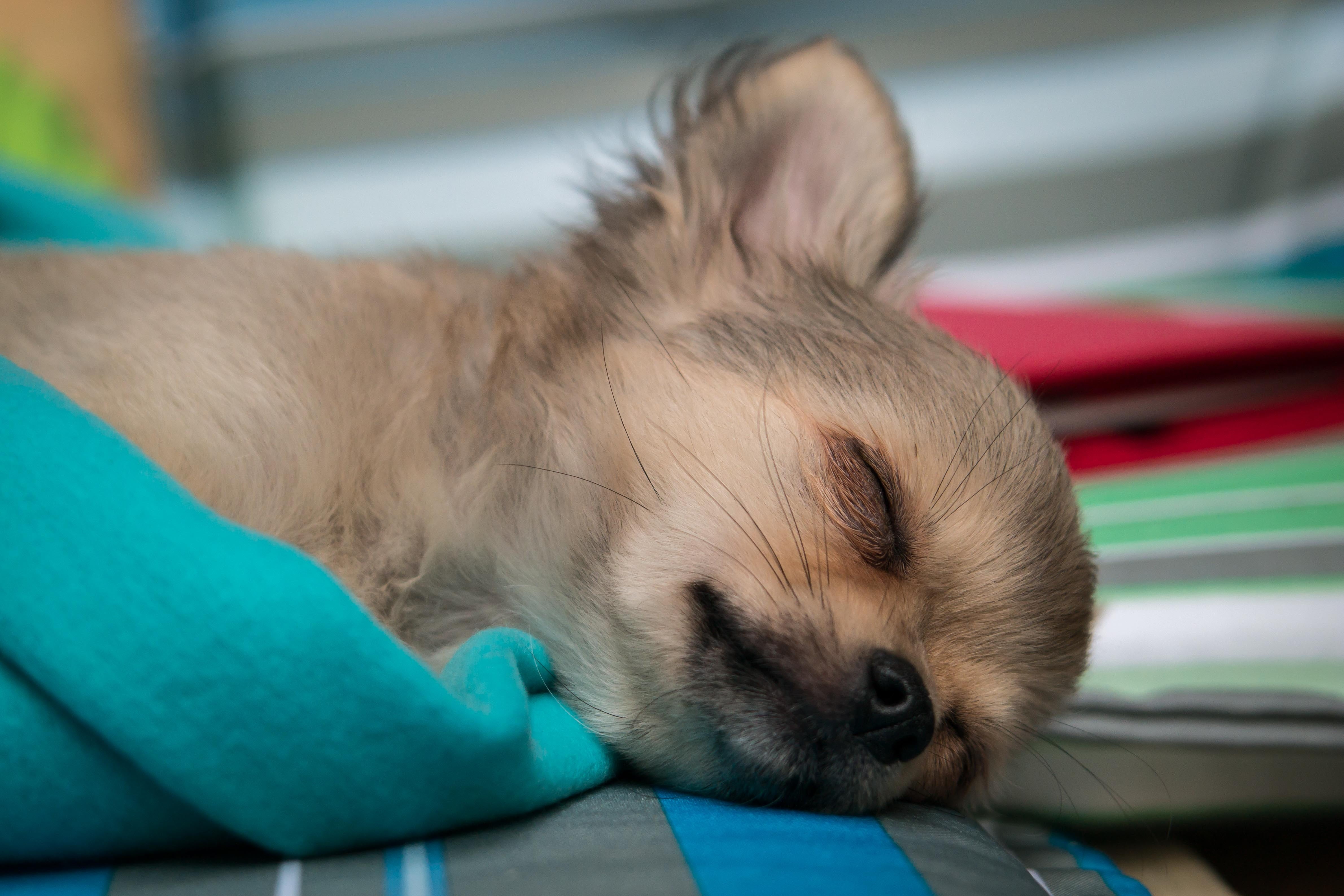 eyes closed, dog, indoors, relaxation, animal, brown, chiwawa, one animal, pets, whisker, 4K, rest, tired, mammal, young animal, young dog, sleep, canine, HD Wallpaper