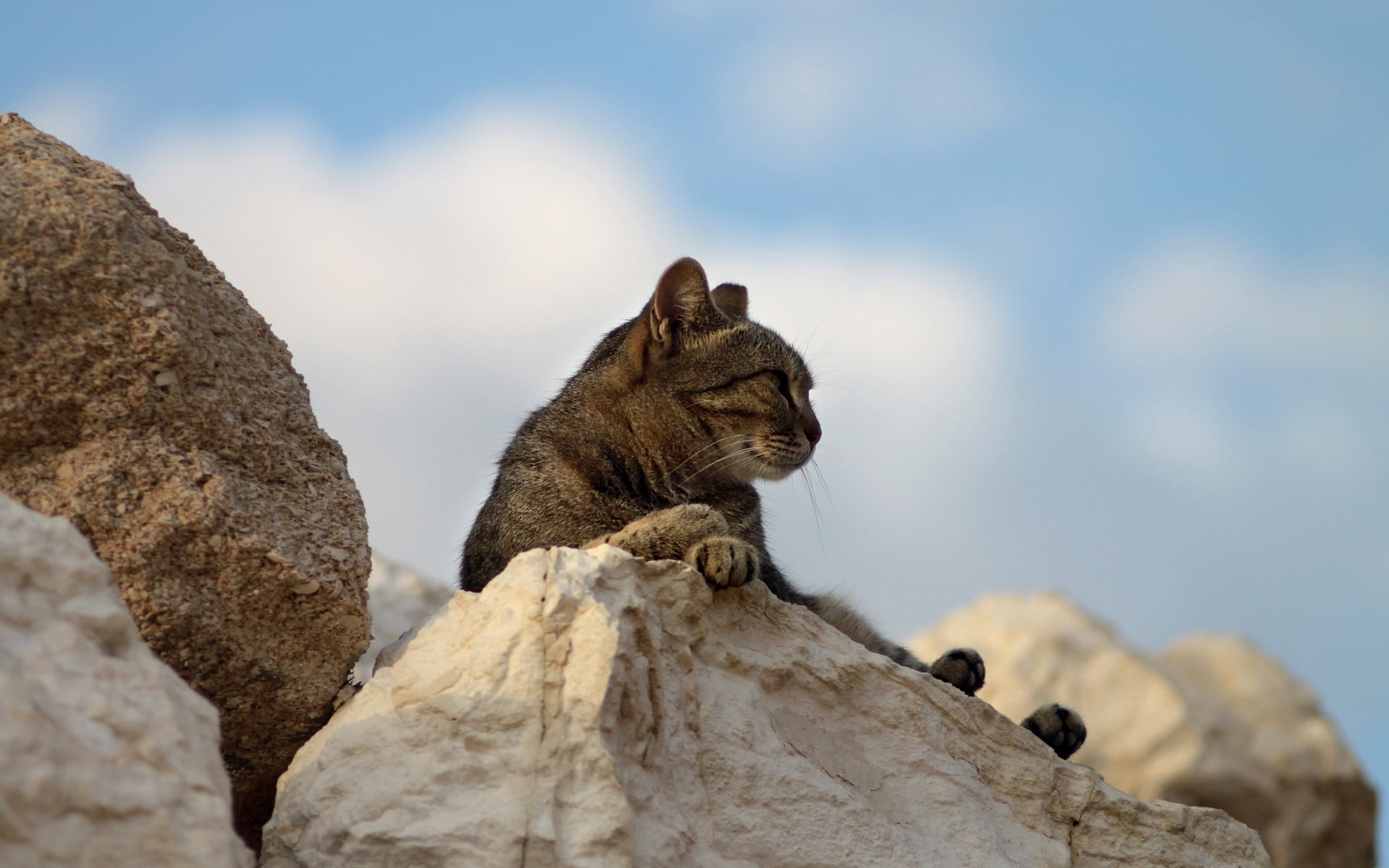 one animal, close-up, sitting, tabby, fatigue, nature, rock, animal, rock - object, rocks, 1080P, solid, lying, brown, focus on foreground, day, gray, HD Wallpaper