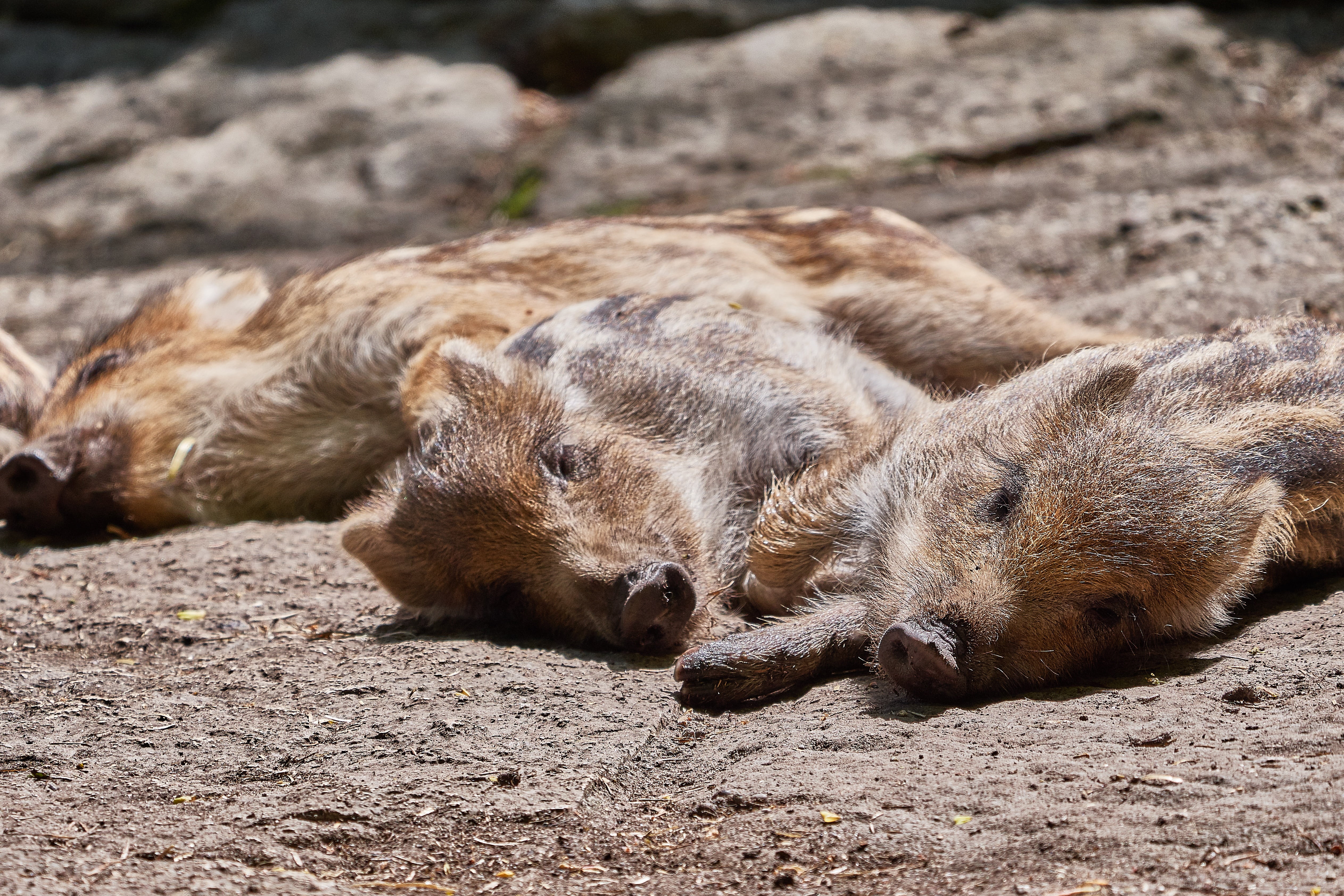wild boar, tired, animal themes, field, 4K, outdoors, relaxation, focus on foreground, land, young animal, sleep, sleepy, vertebrate, animal wildlife, HD Wallpaper