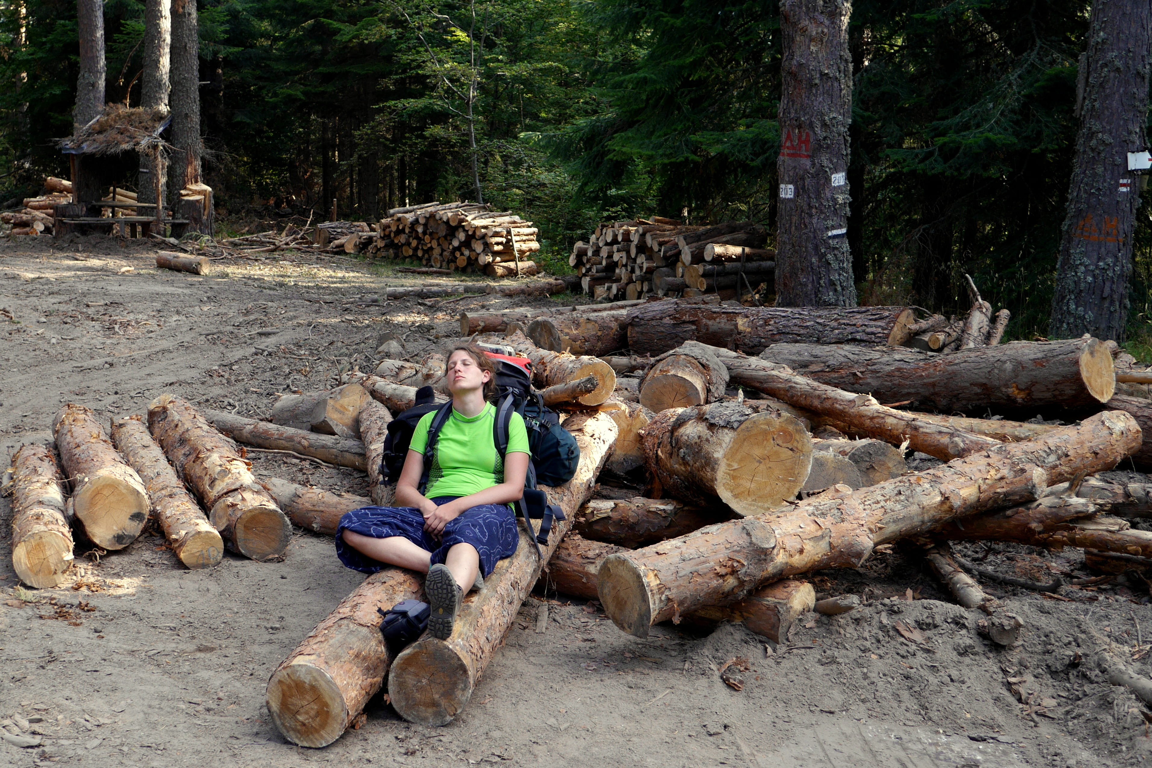 woodpile, fossil fuel, firewood, day, wood, real people, nature, tourism, tree, 2K, forest, front view, Bulgaria, sitting, Breather, wood - material, lumber industry, HD Wallpaper