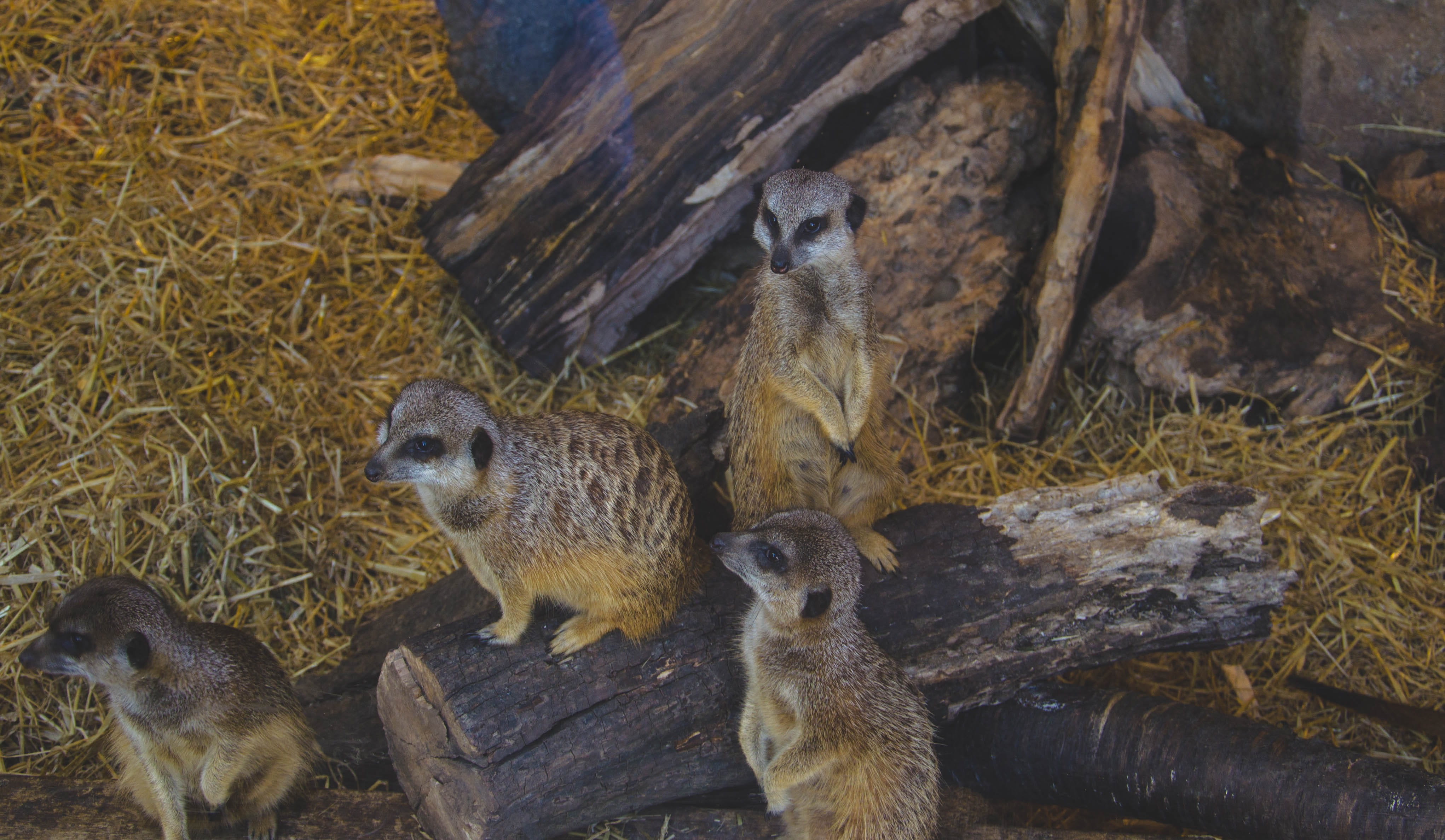 zoo, rock, group of animals, vertebrate, black, wildlife, nature, meerkats, trunk, brown, rodent, four animals, animal family, 4K, rock - object, meerkat, HD Wallpaper