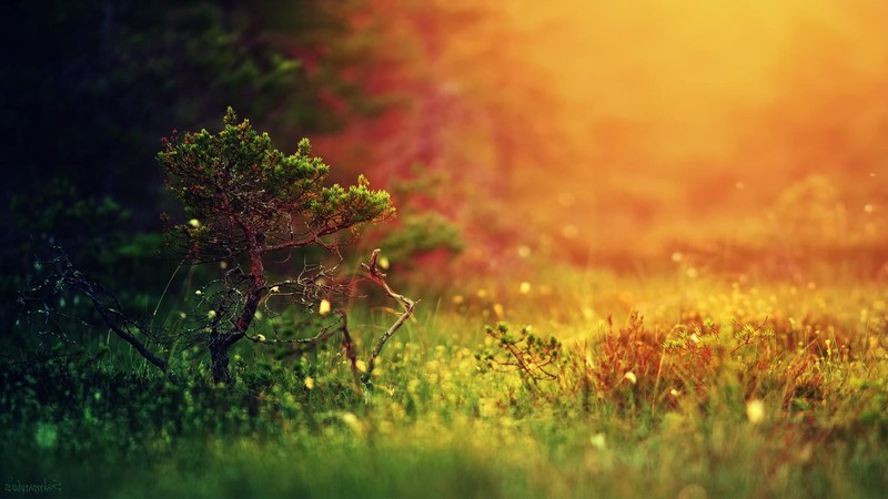 nature, forest, plants, sunlight