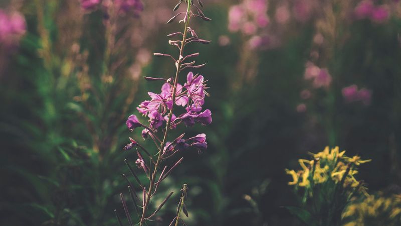 flowers, purple, bloom, stem, plant, 4k