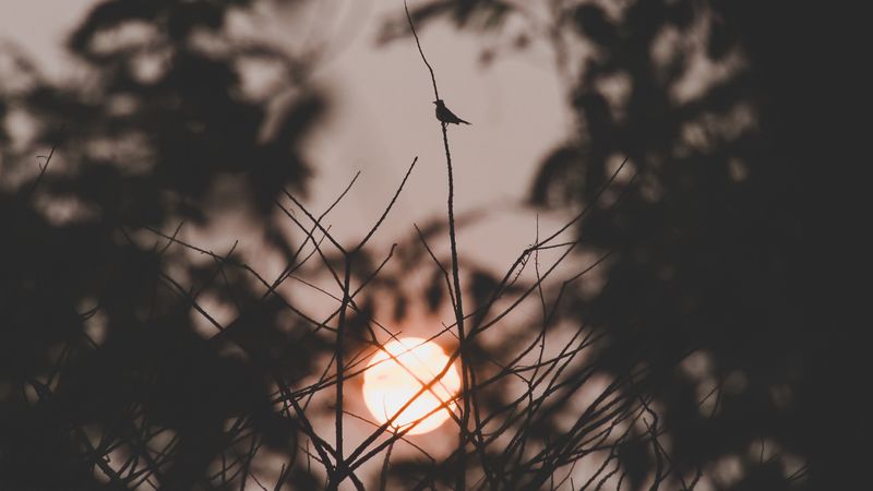 sunset, sun, branches, bird, dark, 4k