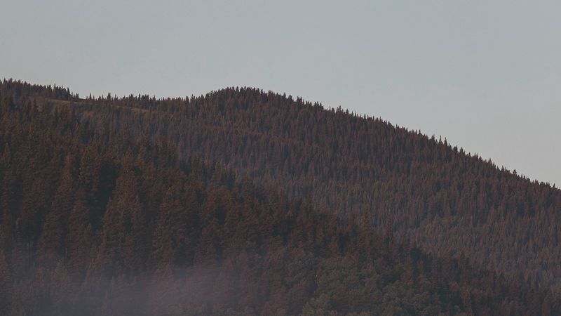 forest, fog, mountains, slope, trees, 4k