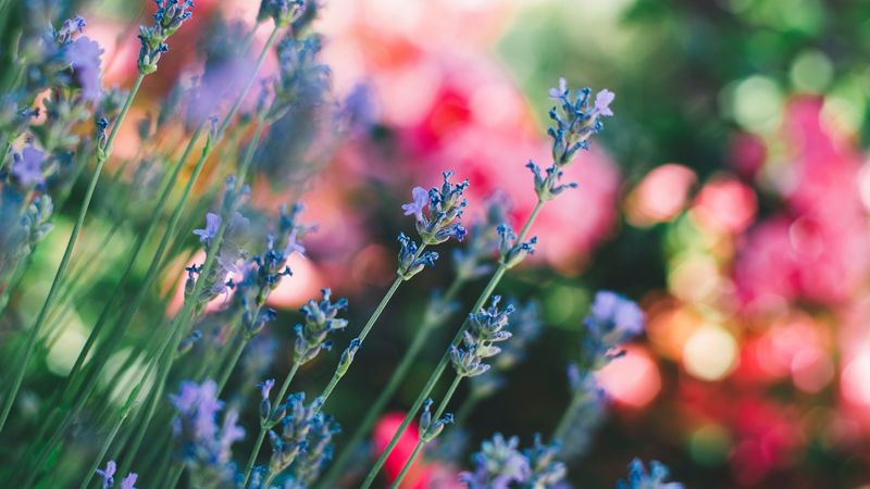 flowers, field, stems, blur, 4k