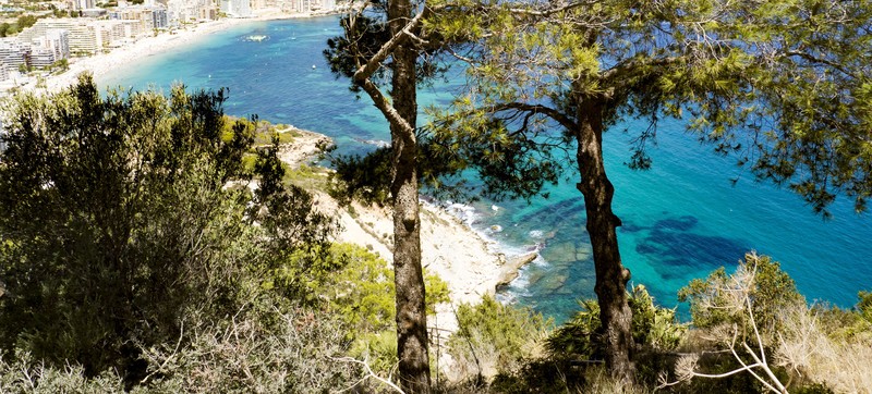 water, nature, trees, plants