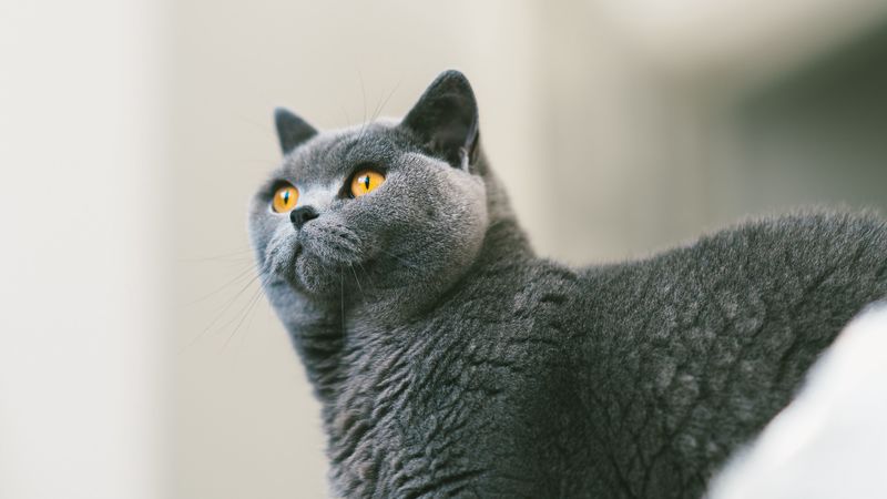 cat, british, gray, curiosity, fur, 4k