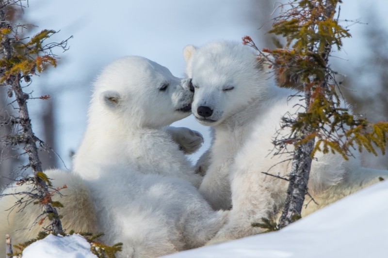 snow, polar bears, bears, baby animals, animals