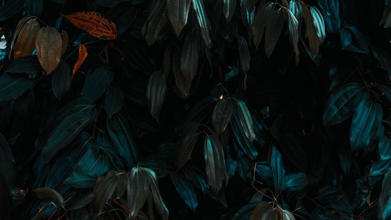 leaves, plant, branches, dark, green, 4k