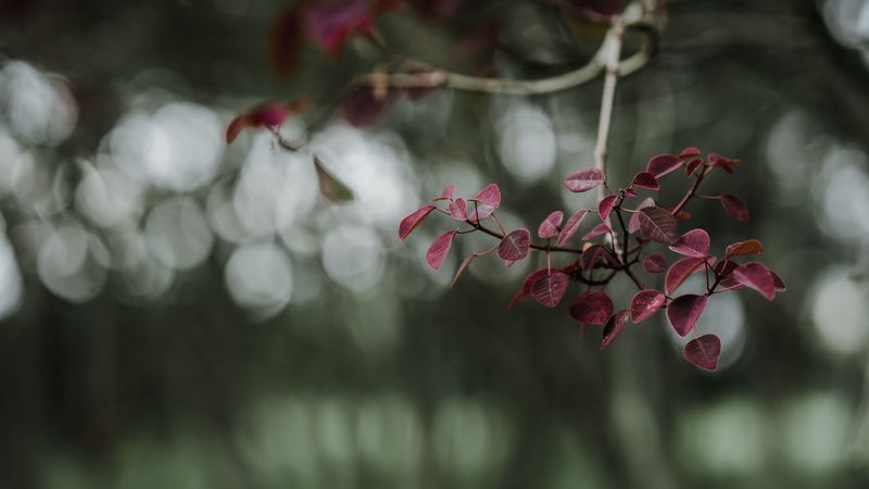 leaves, branch, macro, blur, 4k