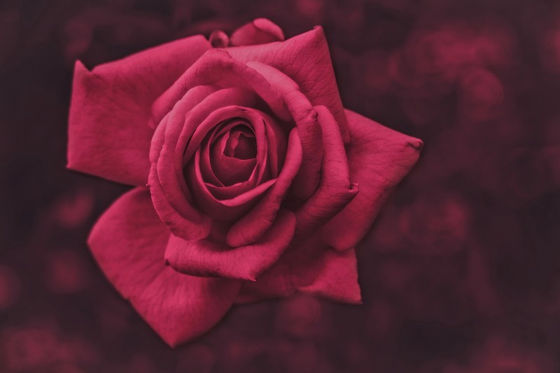flowers, plants, rose, red, macro