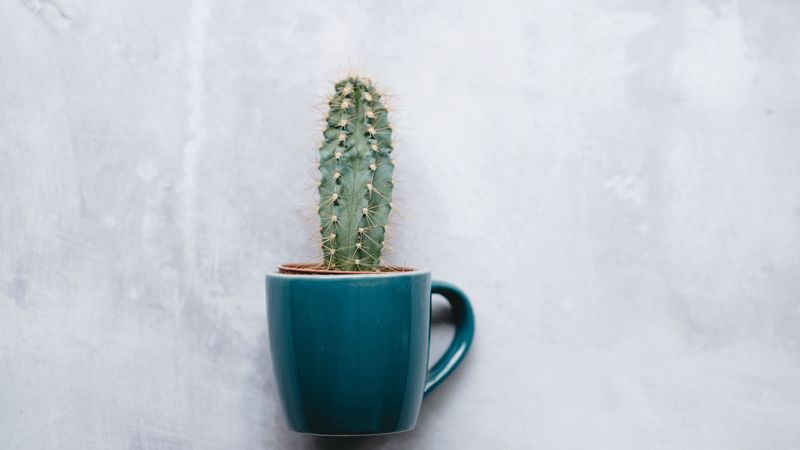 cactus, mug, houseplant, wall, texture, 4k