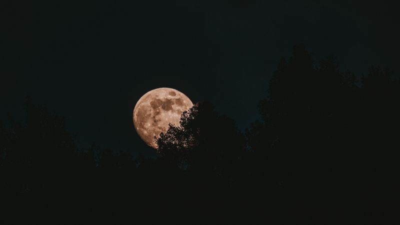 moon, full moon, trees, night, 4k