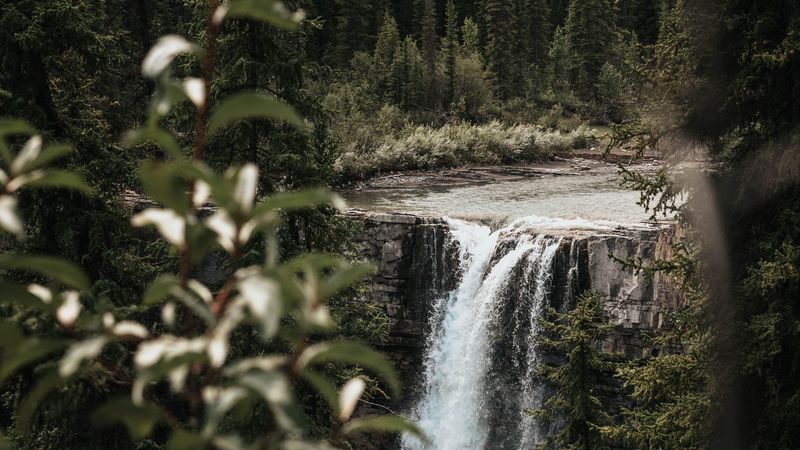 waterfall, trees, branches, course, cliff, 4k